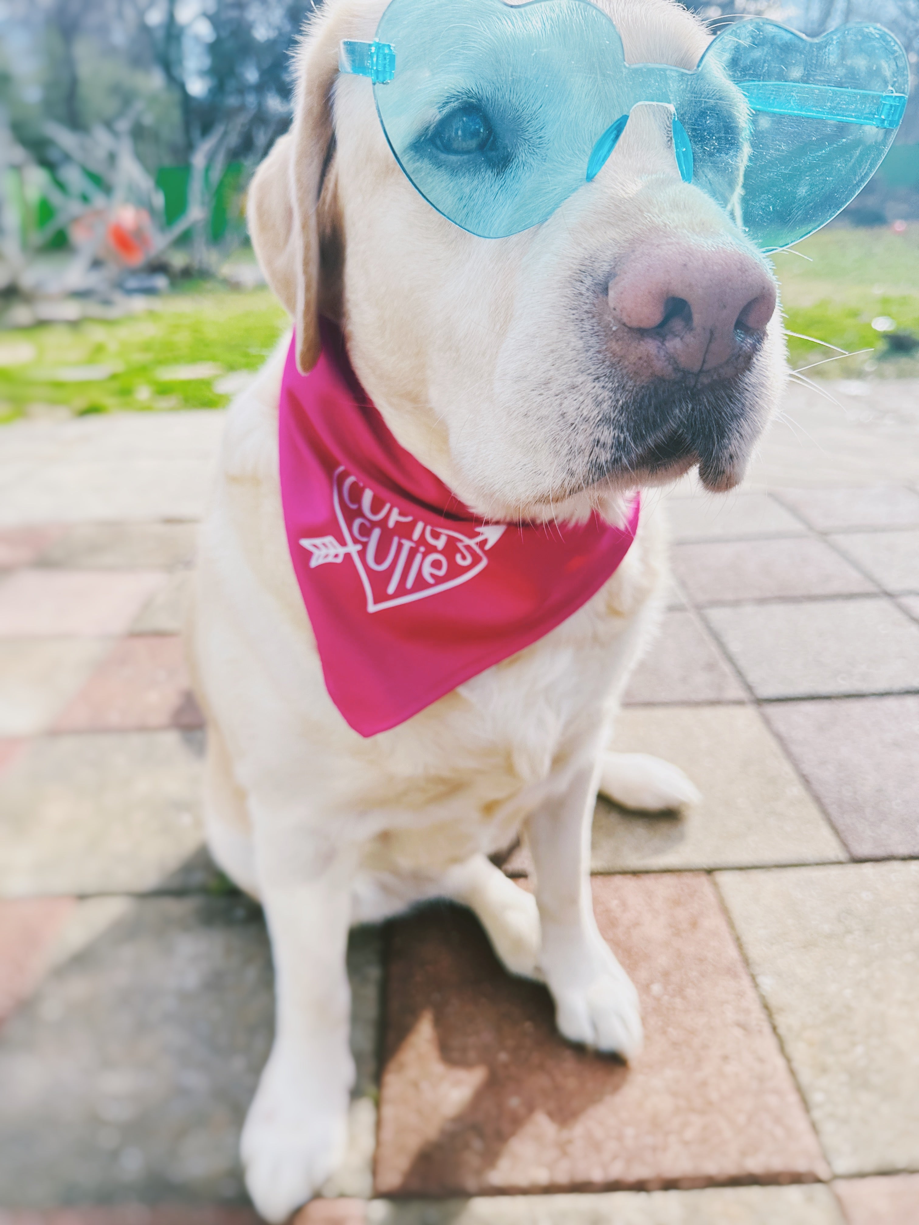 yellow dog wearing a pink bandana