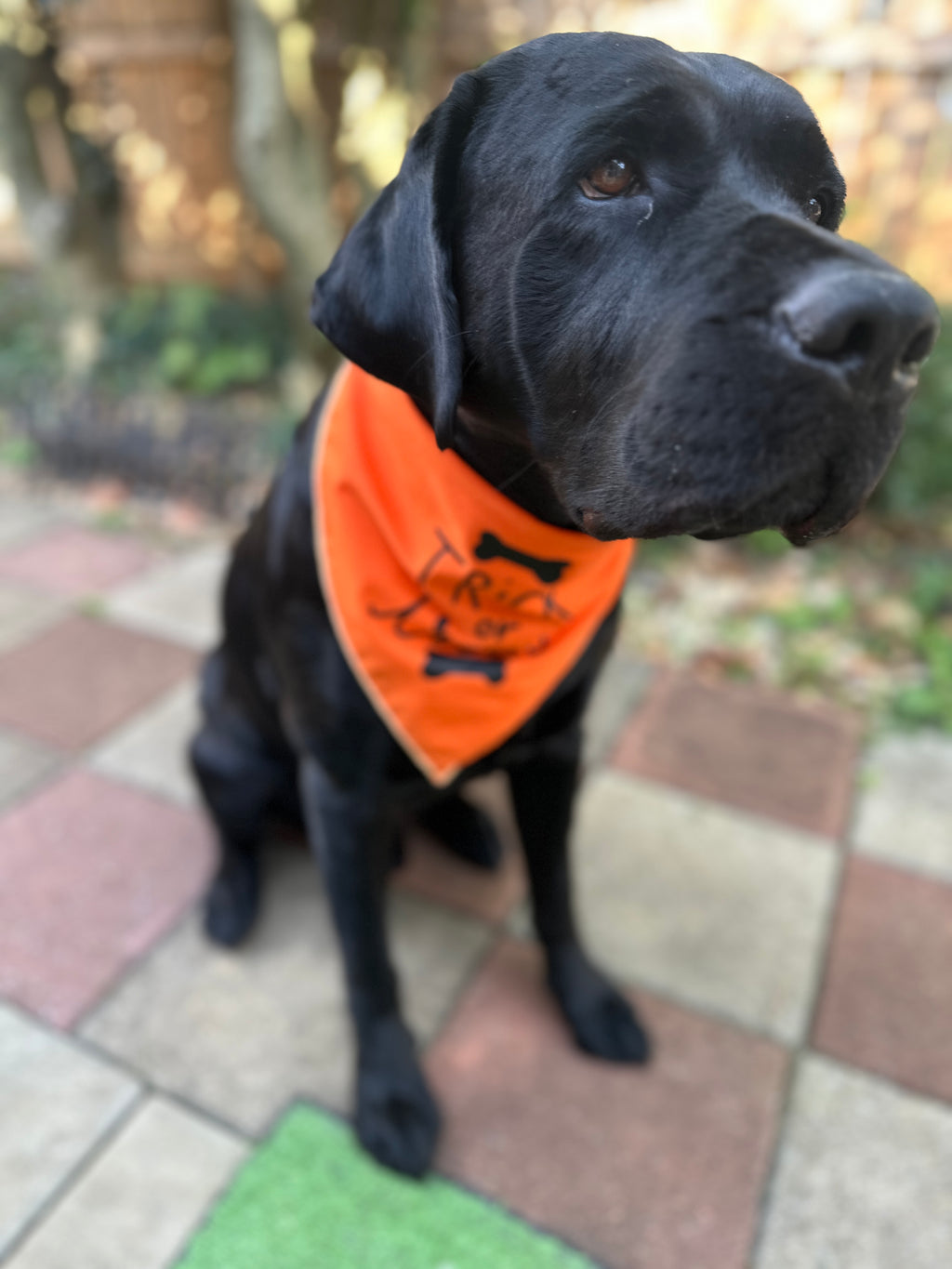 Trick or treat orange dog bandana