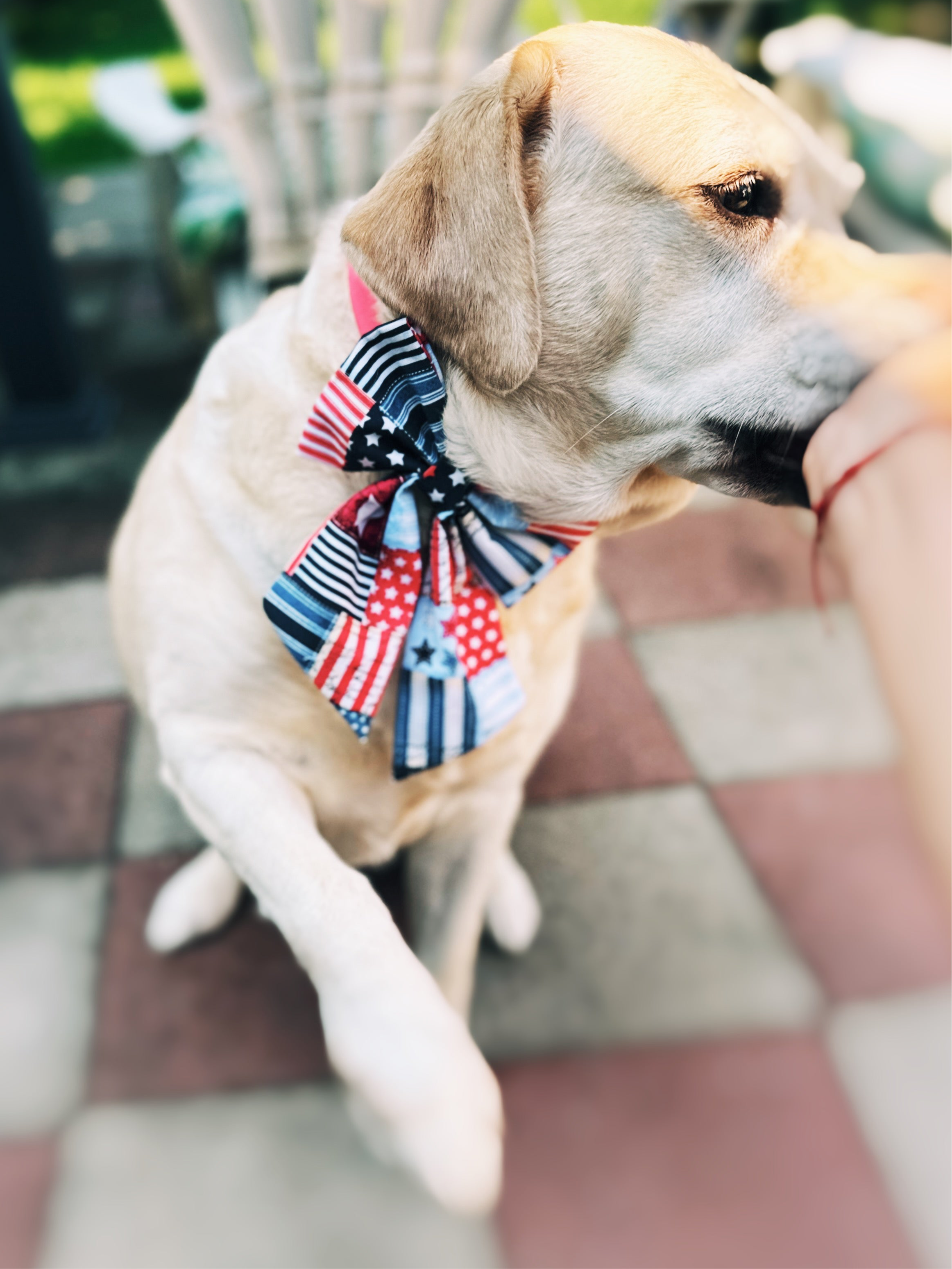 Fourth of July sailor bow and bowtie for dogs