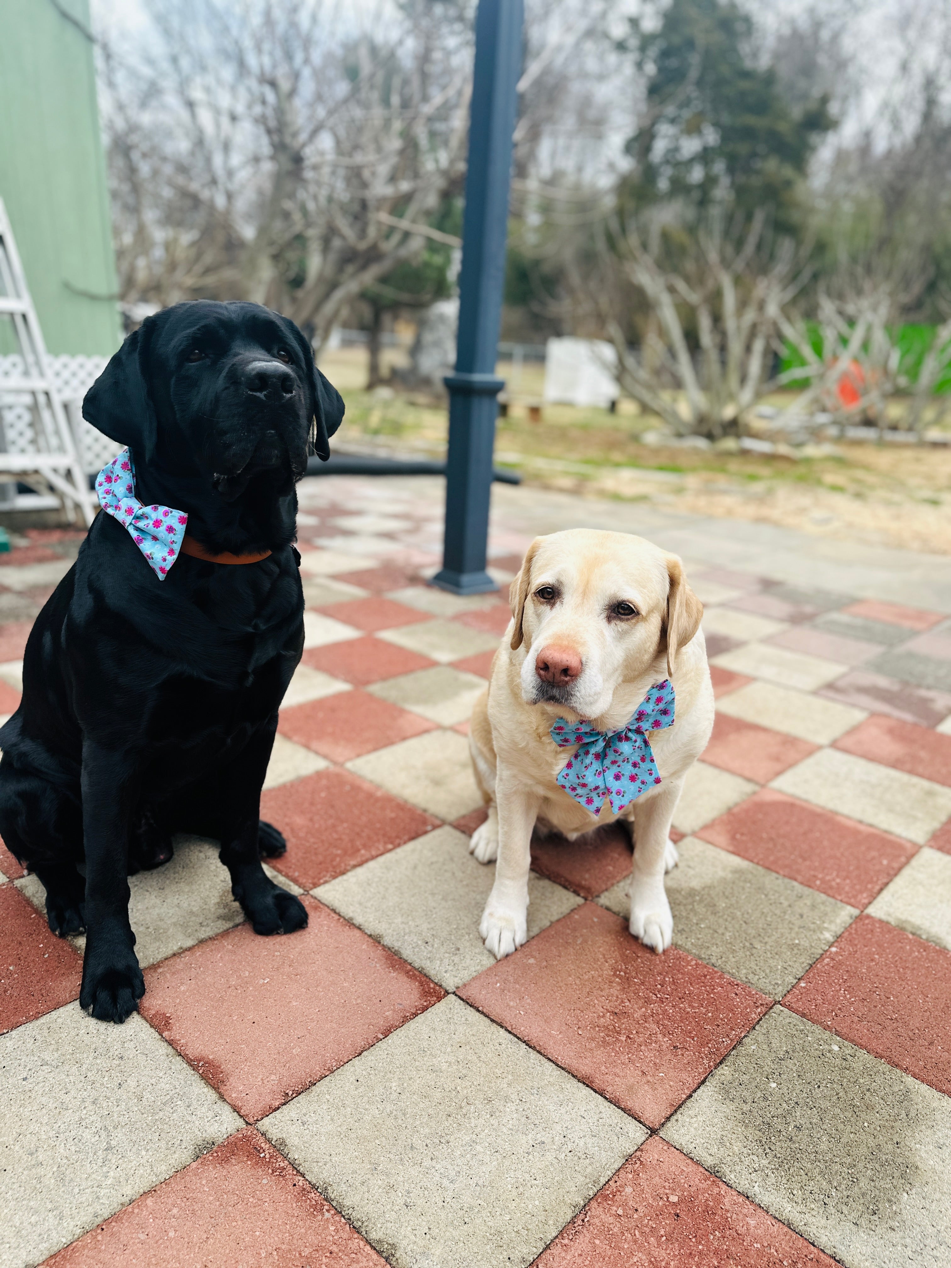 Spring floral sailor bow for dogs