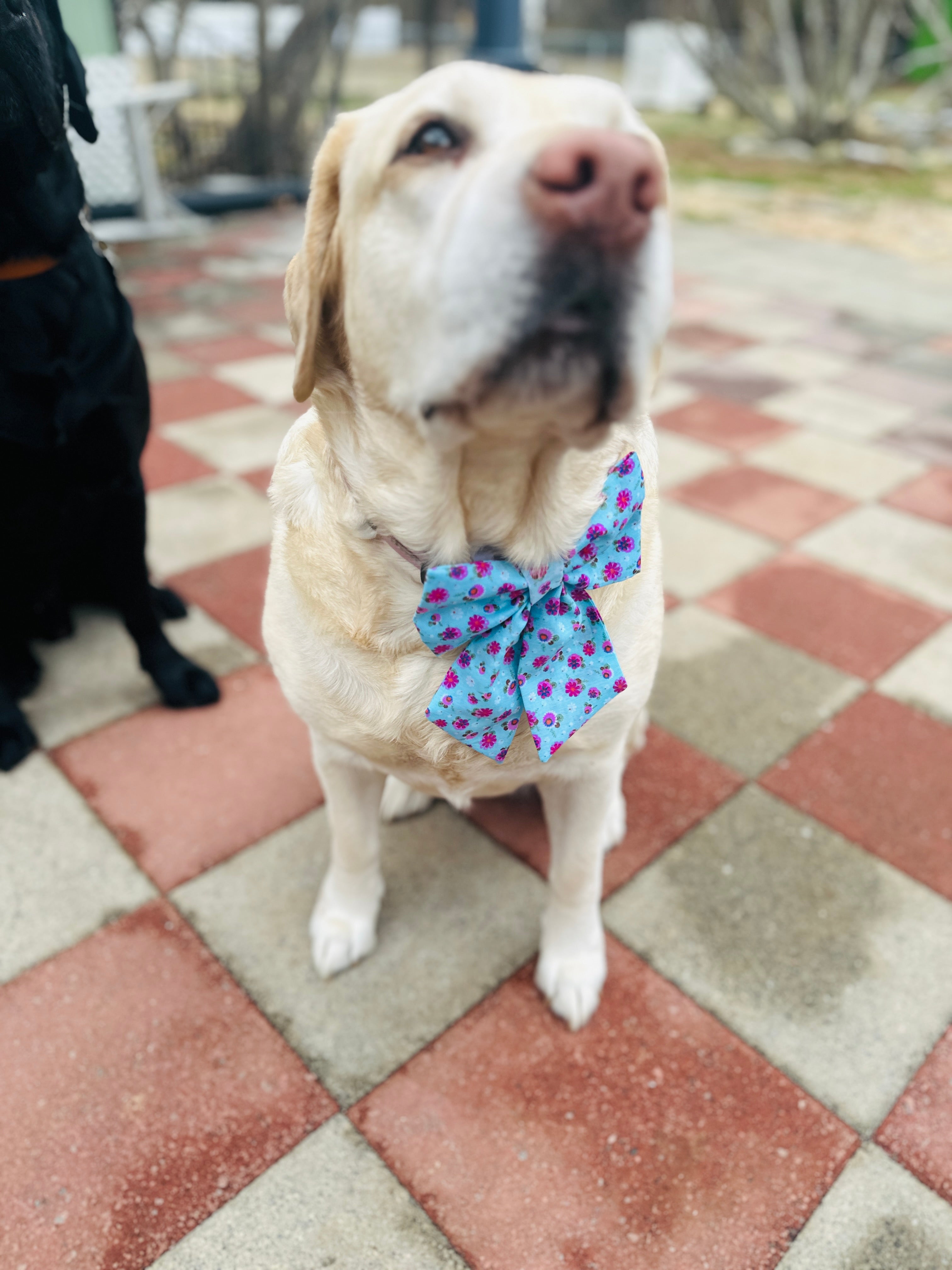 Floral boho sailor bow for pets, matching bow for pet parents and pet, dog matching bow