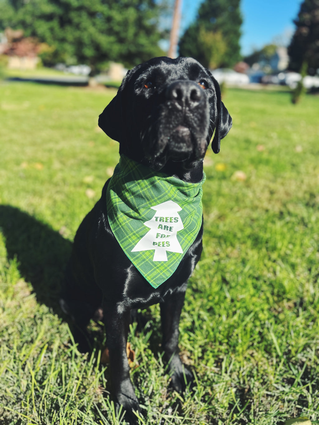 Trees are for pees dog bandana, funny bandana for dogs small or large, tie on snap on