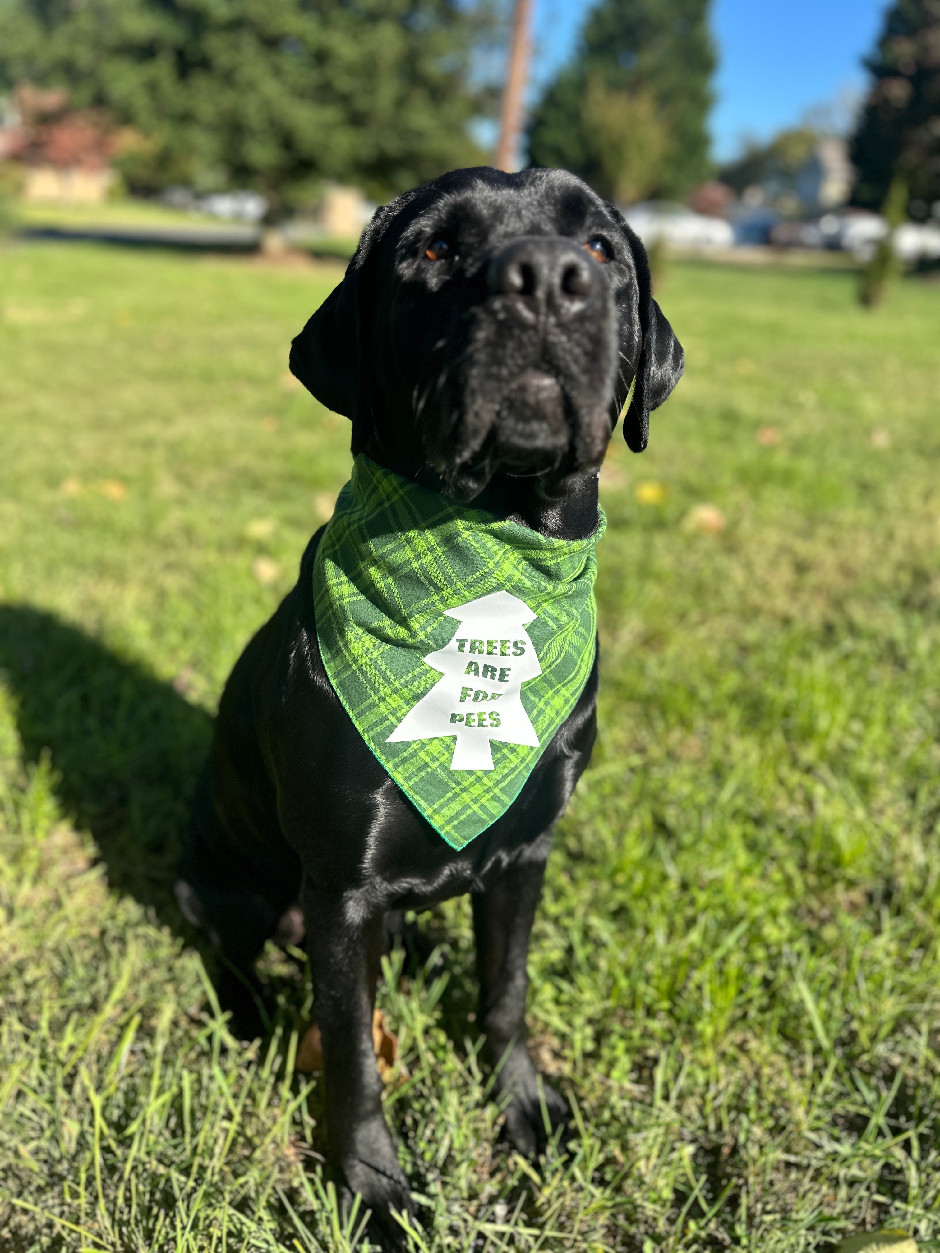 Trees are for pees dog bandana, funny bandana for dogs small or large, tie on snap on