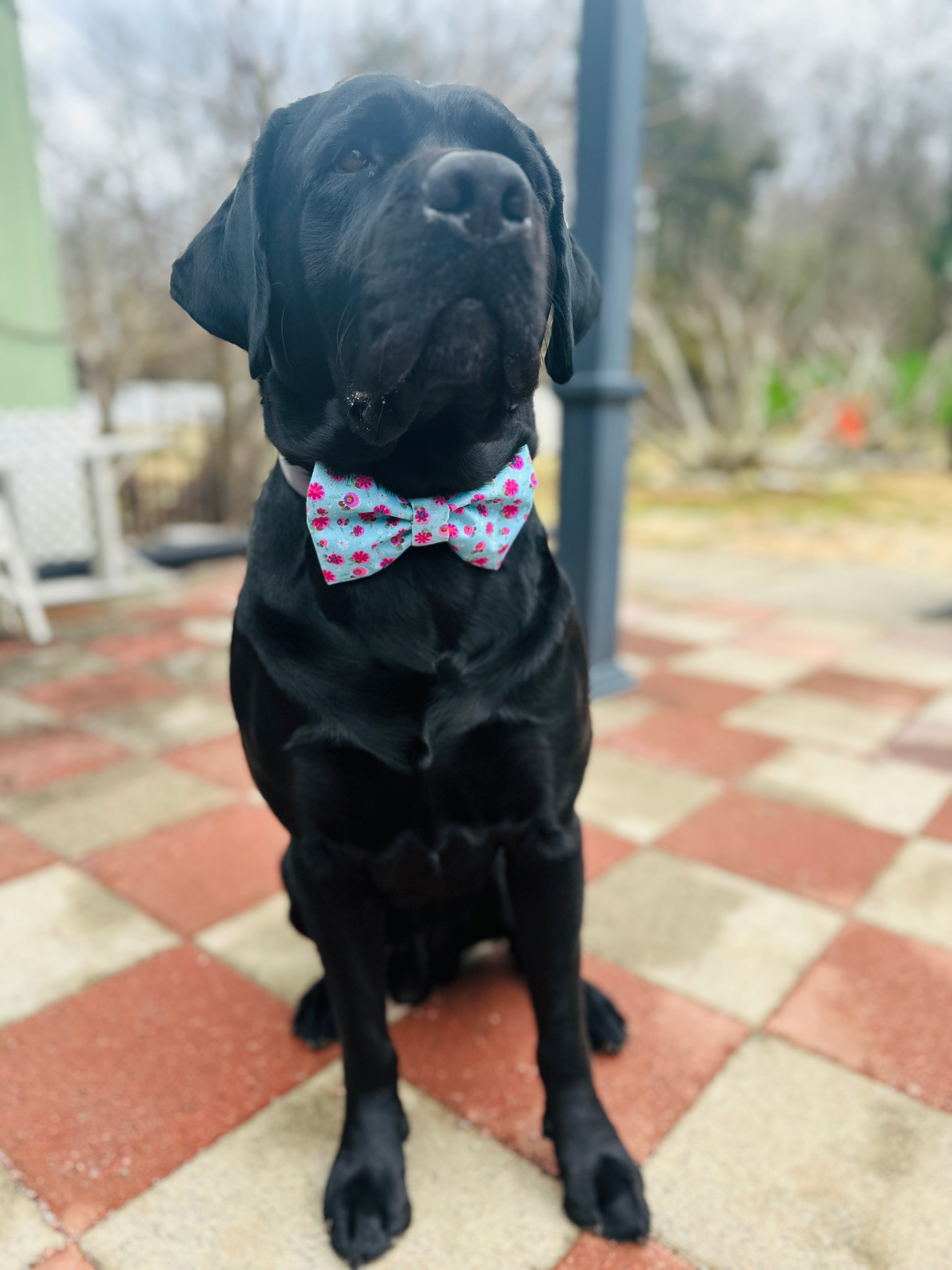cherry blossom sailor bow and bow for dogs, adjustable to any size collar