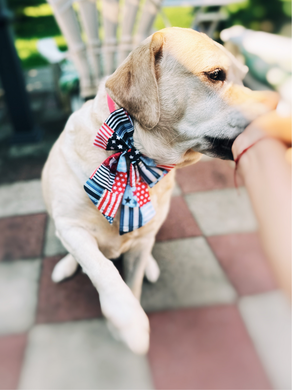 Fourth of July sailor bow and bowtie for dogs