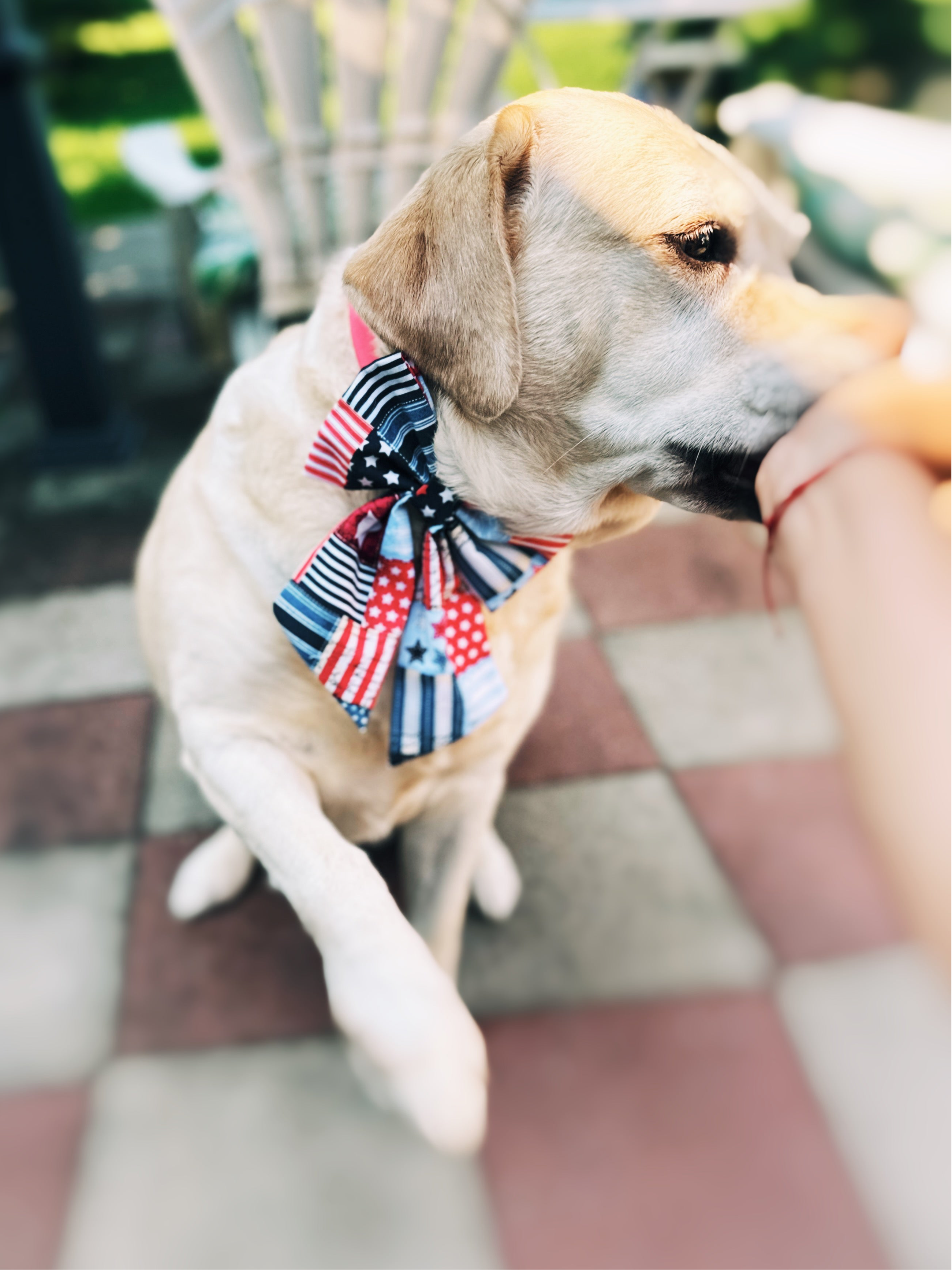 Fourth of July sailor bow and bowtie for dogs