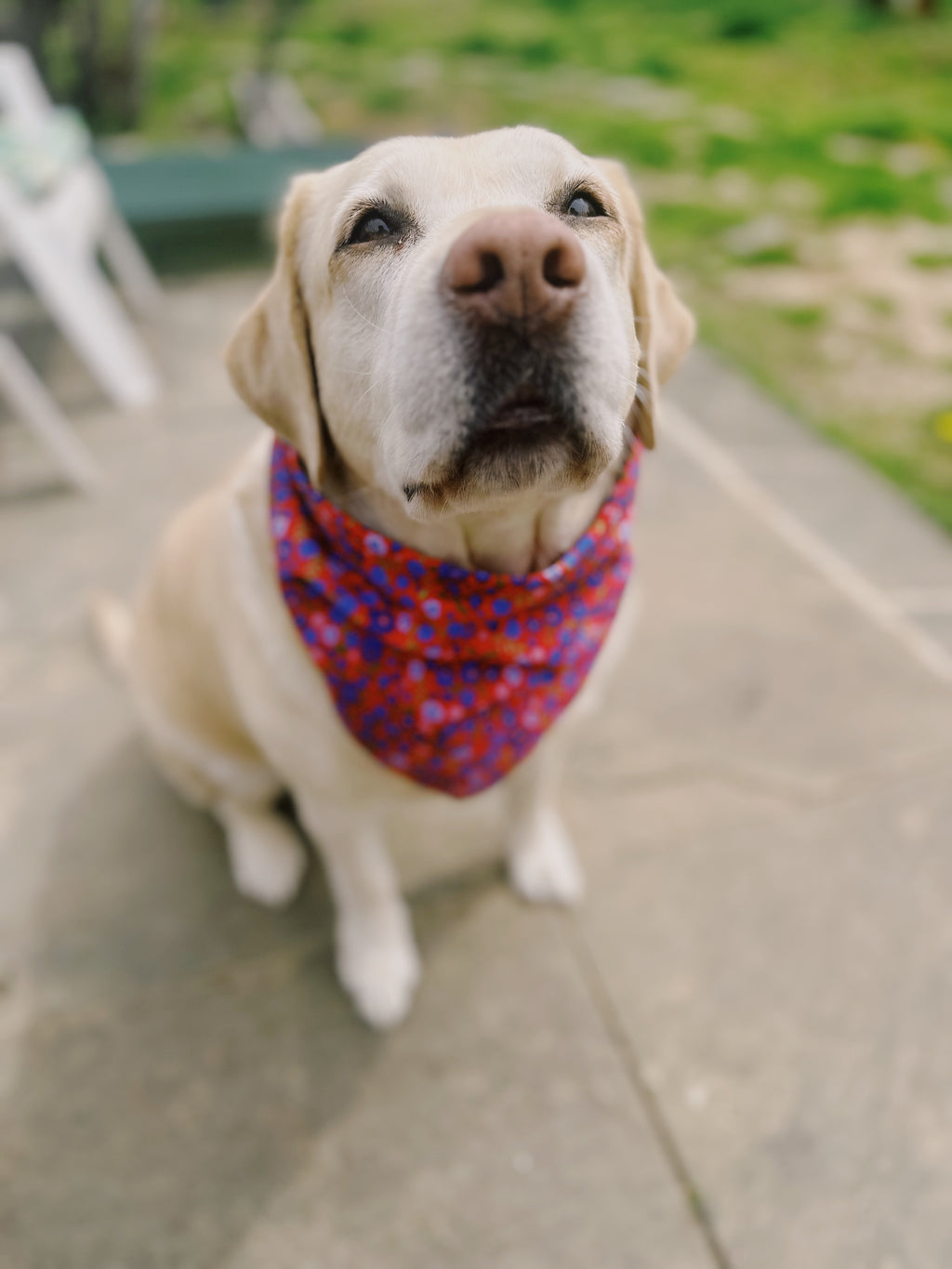 spring flower dog bandana