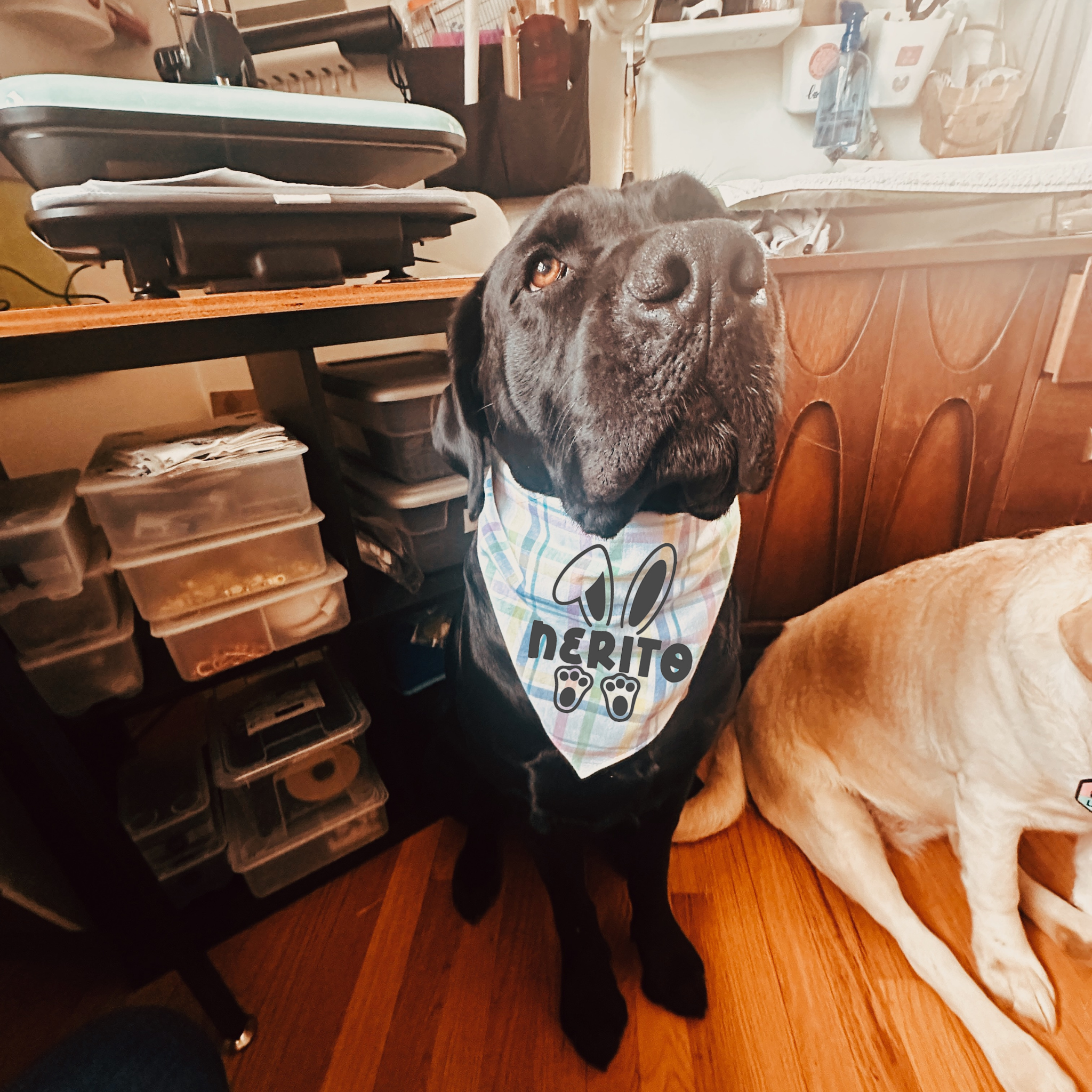 Your dog name is easter/ spring bandana, custom bandana