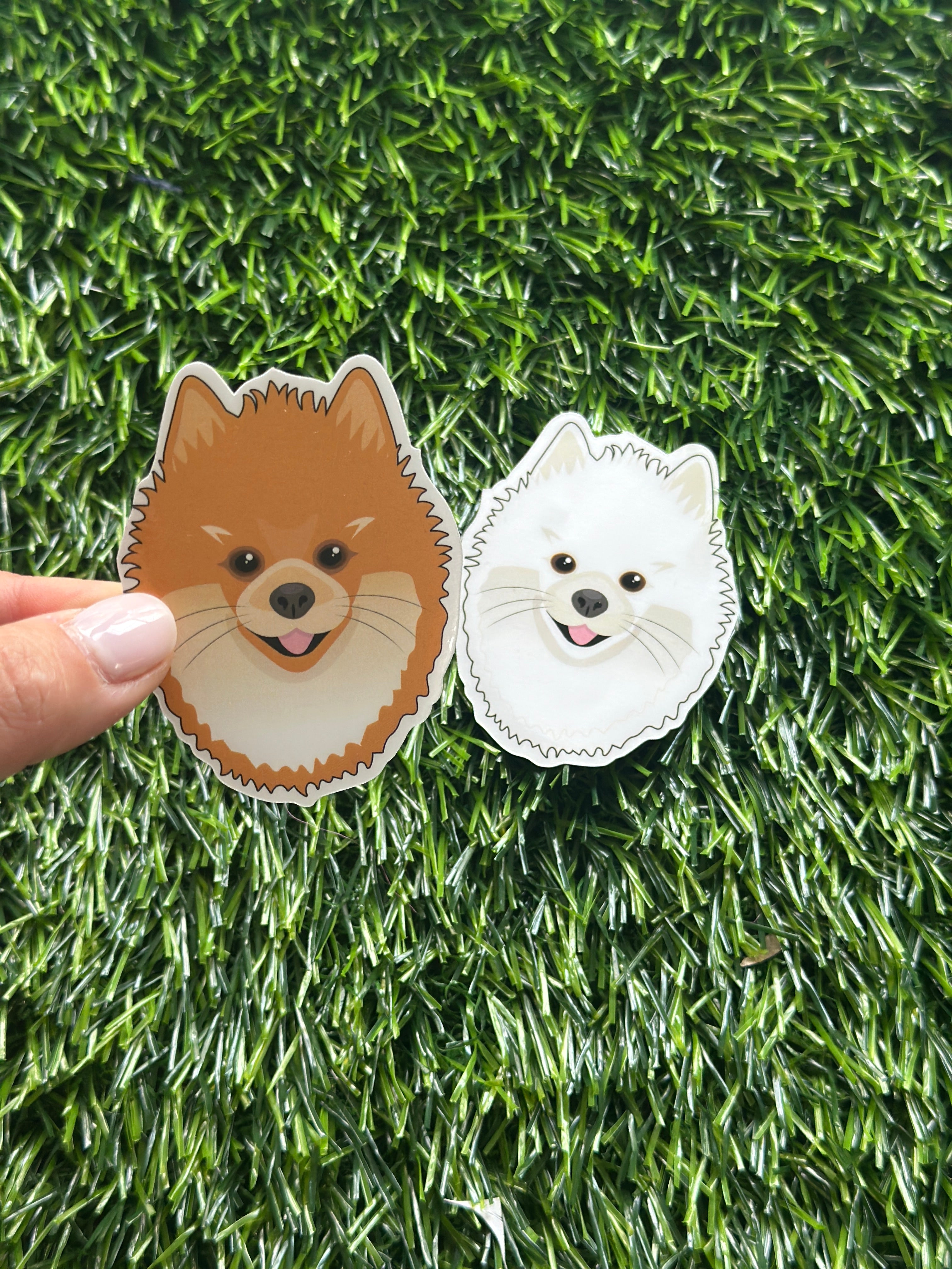 pomeranian sticker