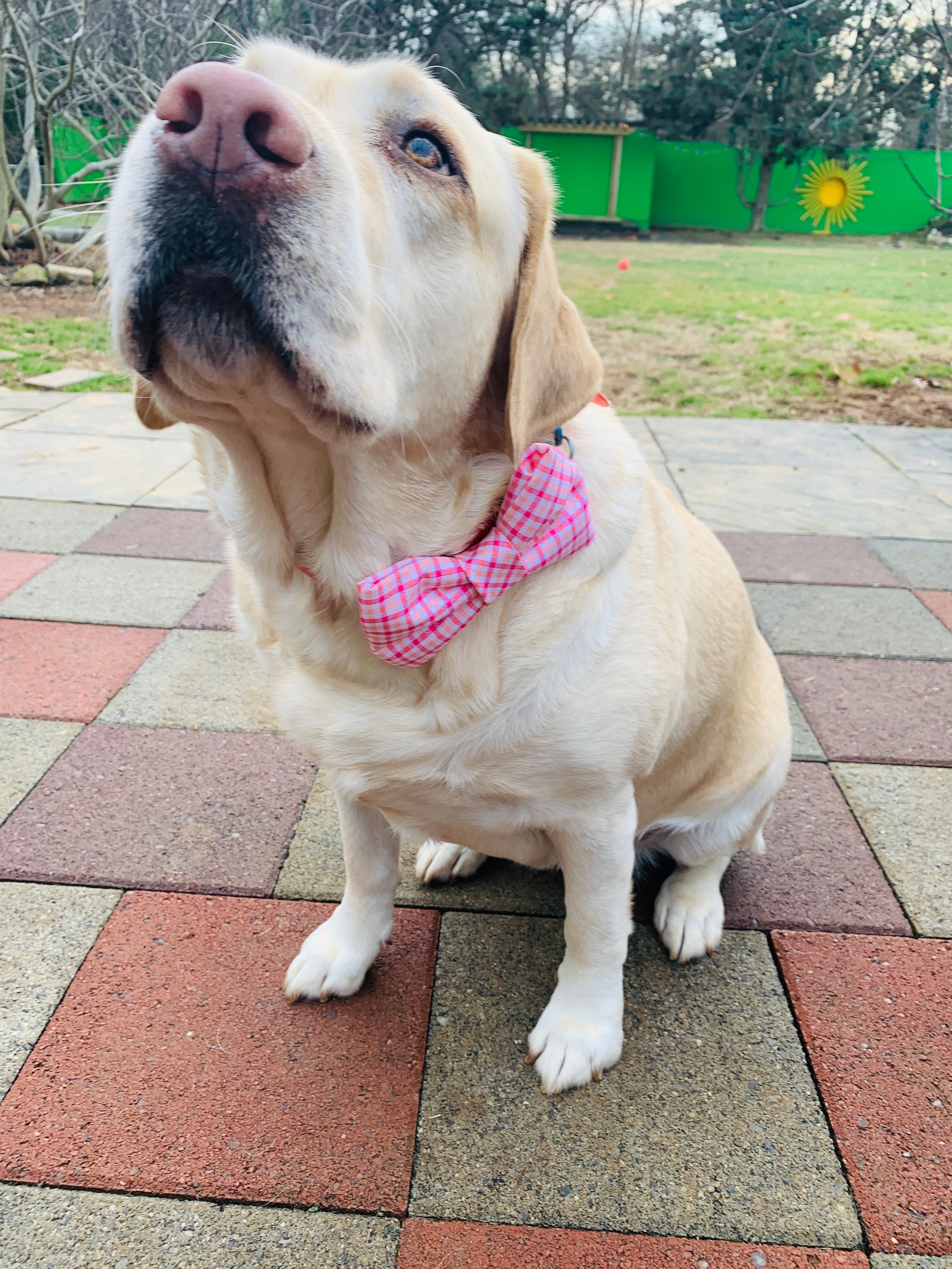 Mystery dog bowtie with velcro to attach to collar