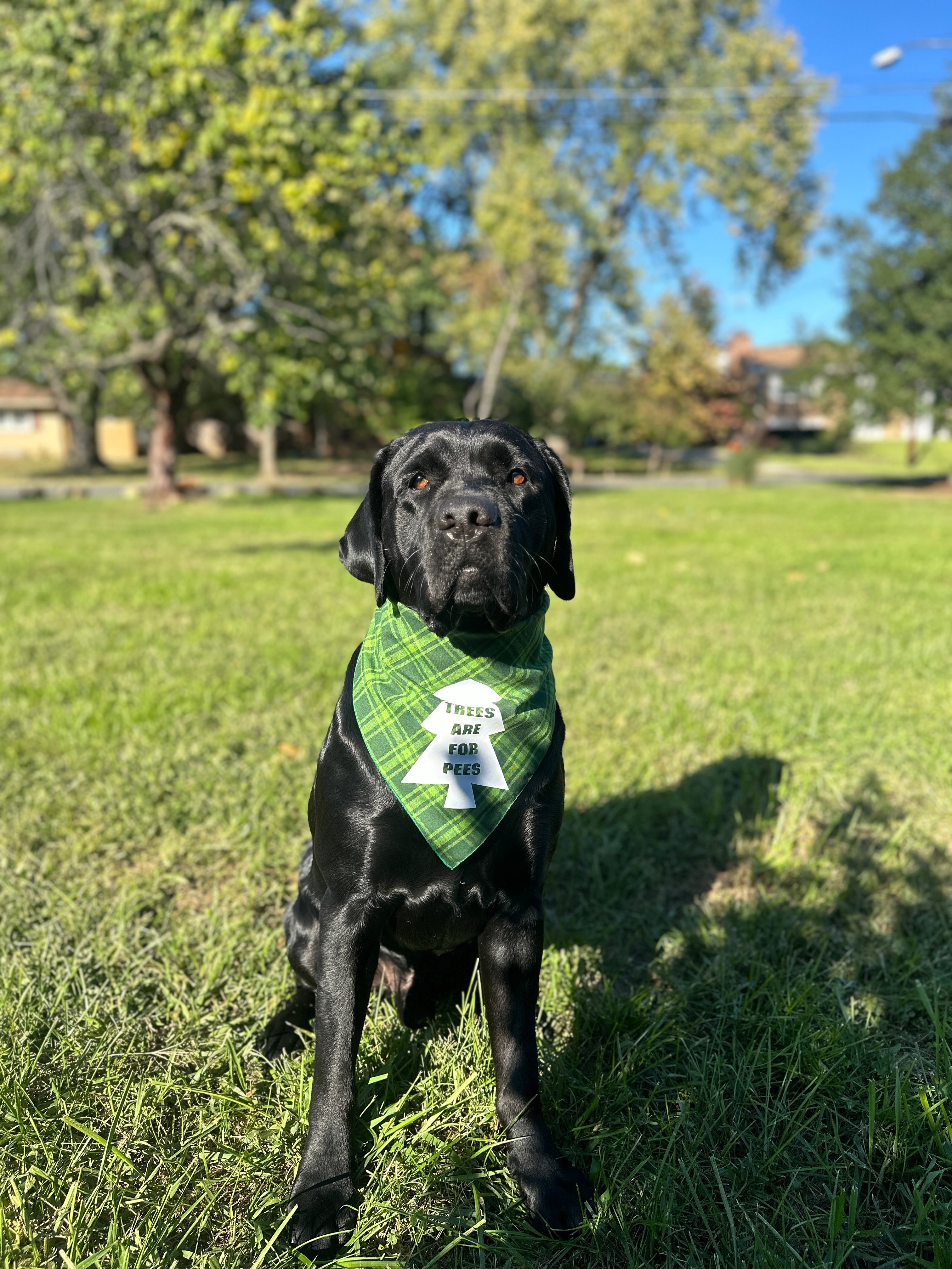 Trees are for pees dog bandana, funny bandana for dogs small or large, tie on snap on