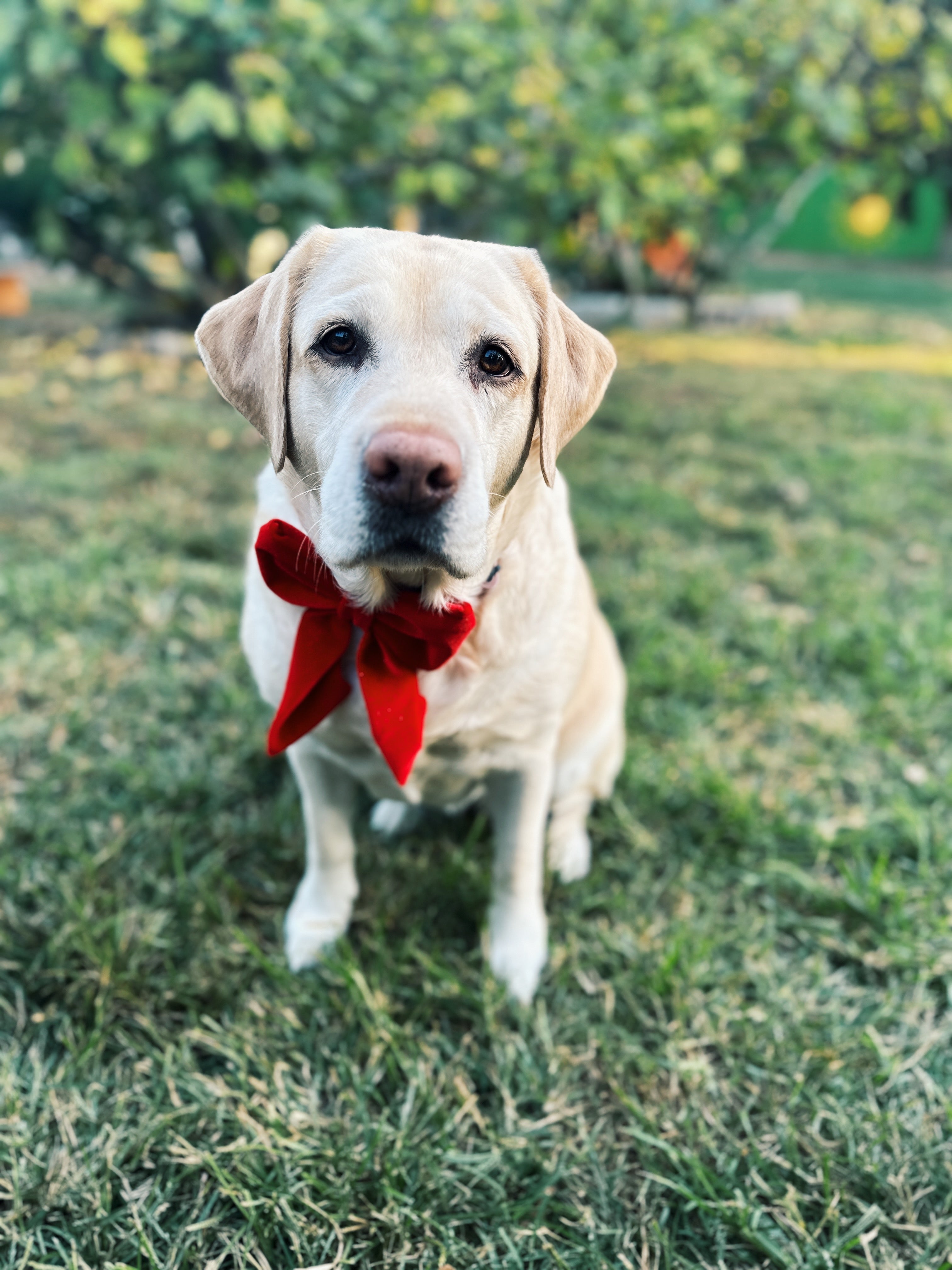 Green crushed velvet sailor bow , attachable dark red sailor bow for dog