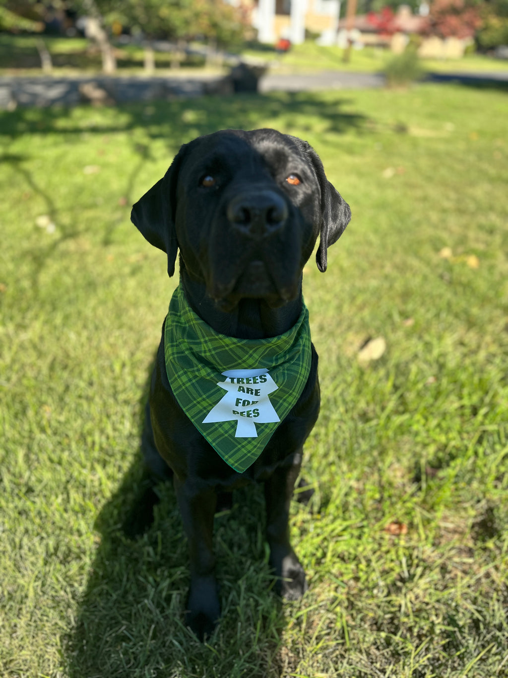 Trees are for pees dog bandana, funny bandana for dogs small or large, tie on snap on