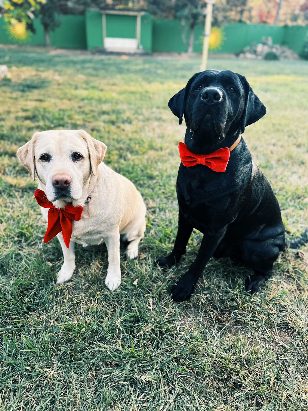 Red velvet  bowtie with adjustable velcro. Attach to dog's collar. Holiday gift for any dog