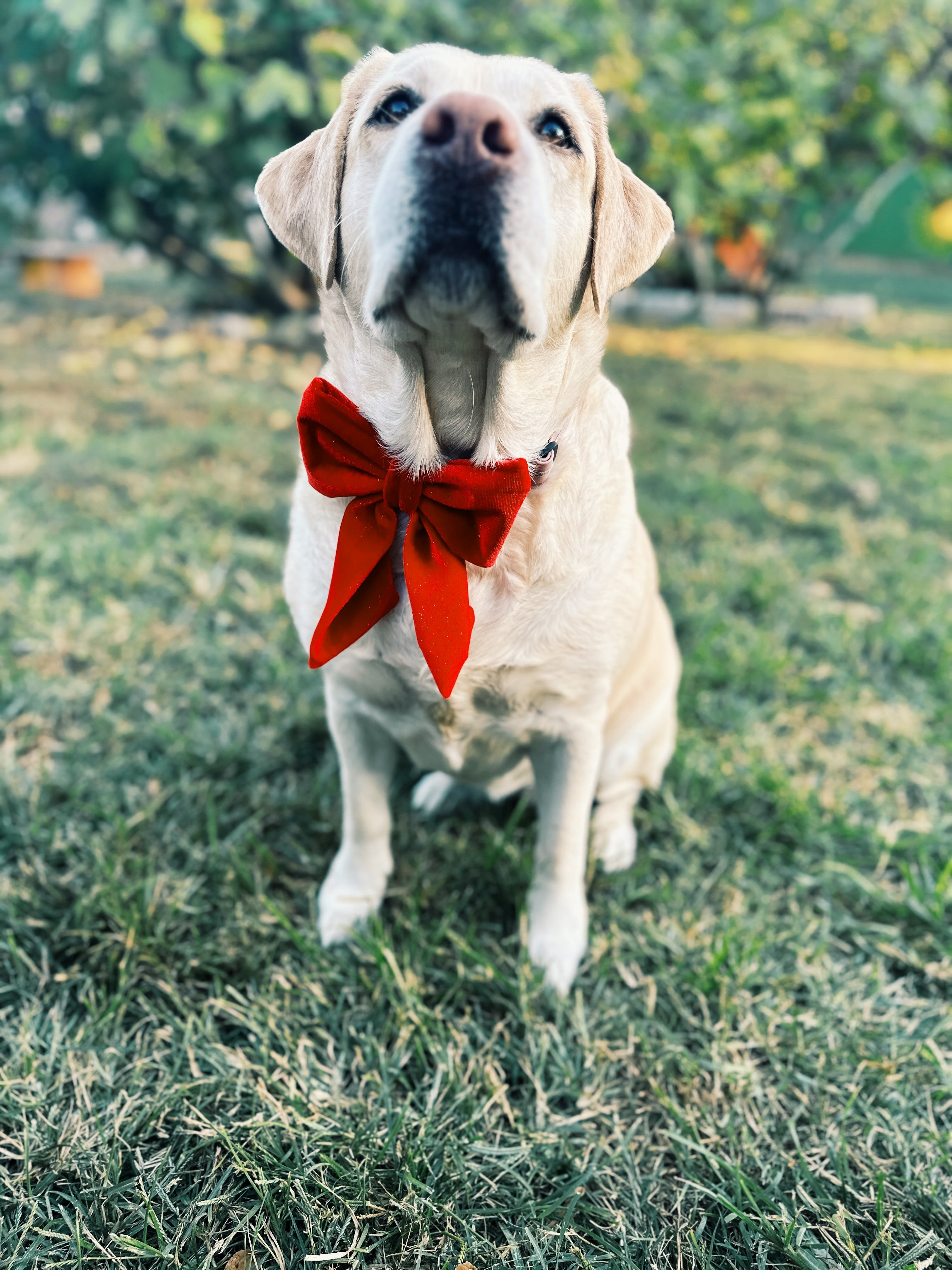 red velvet sailor bow , attachable dark red sailor bow for dog