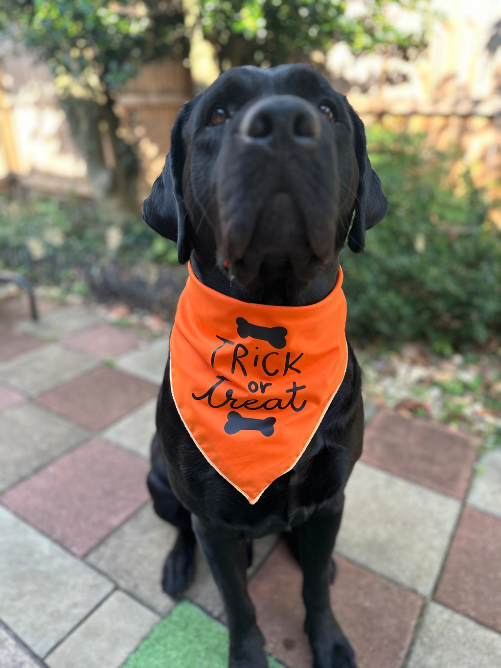 Trick or treat orange dog bandana
