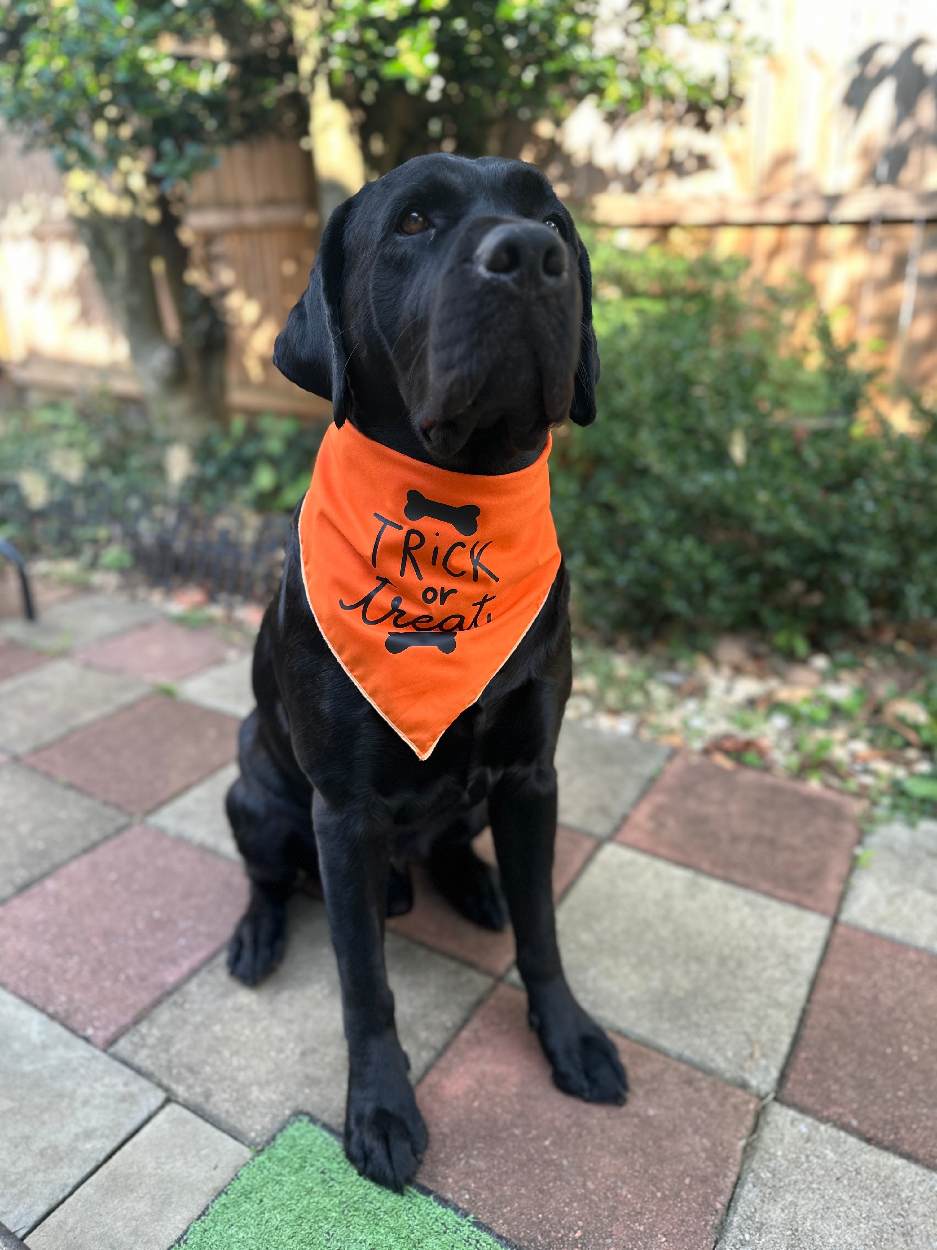 Trick or treat orange dog bandana