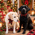 Classic Christmas Tartan Dog Bow Tie | Gold Lurex Plaid