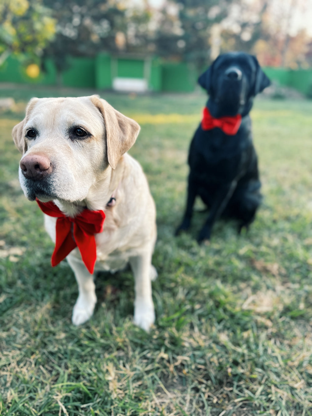red velvet sailor bow , attachable dark red sailor bow for dog