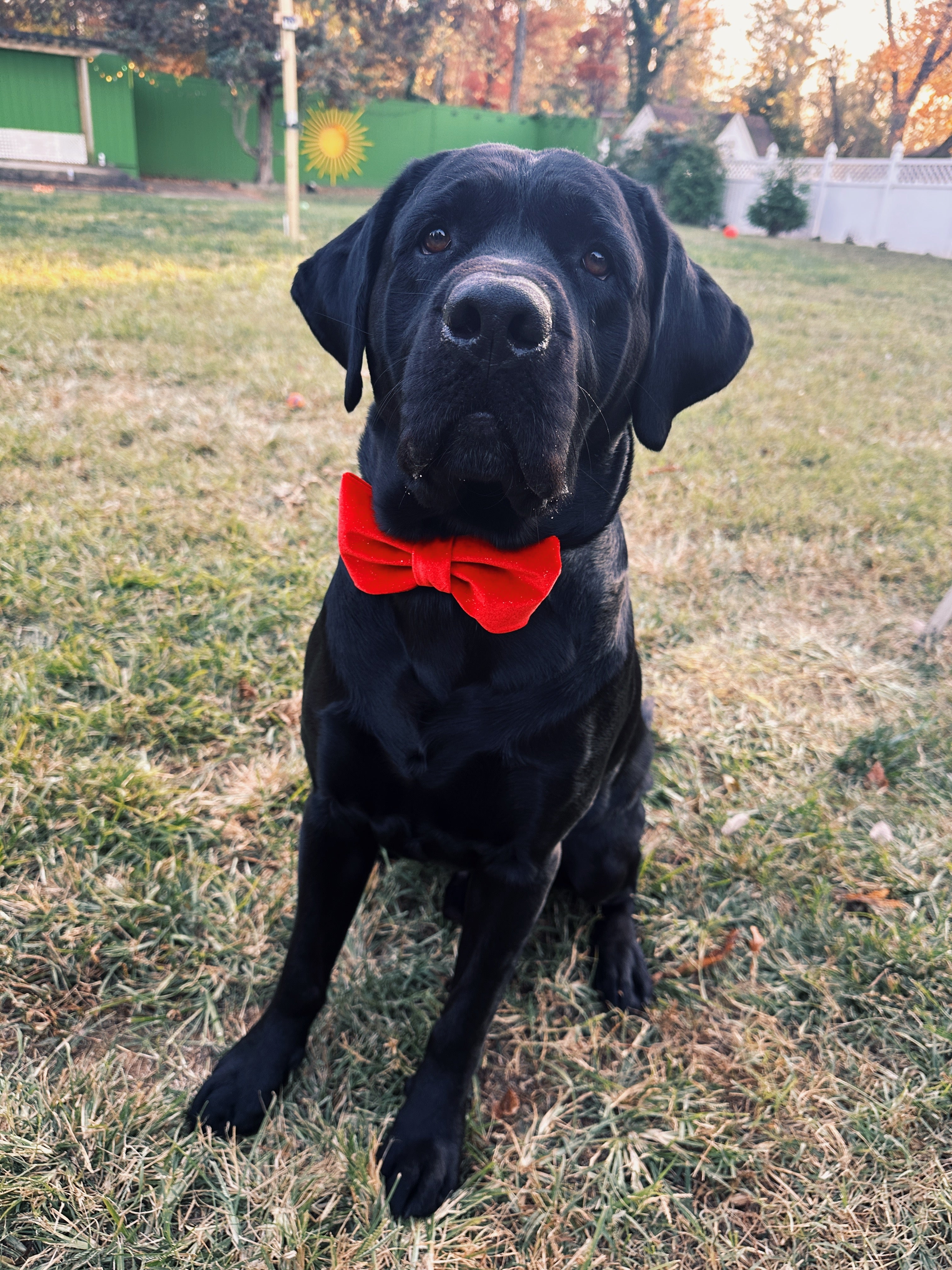Red velvet  bowtie with adjustable velcro. Attach to dog's collar. Holiday gift for any dog