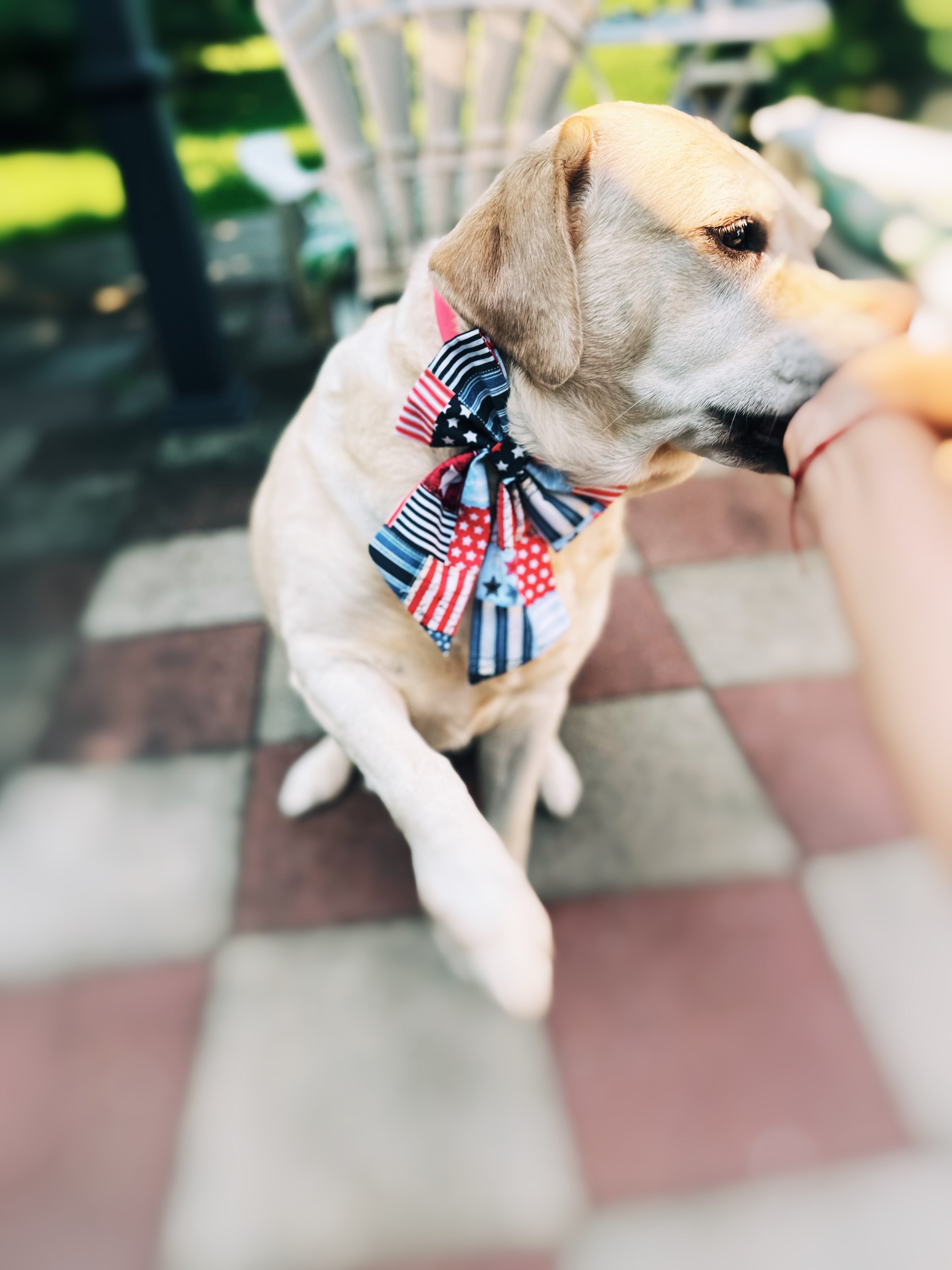 Fourth of July sailor bow and bowtie for dogs