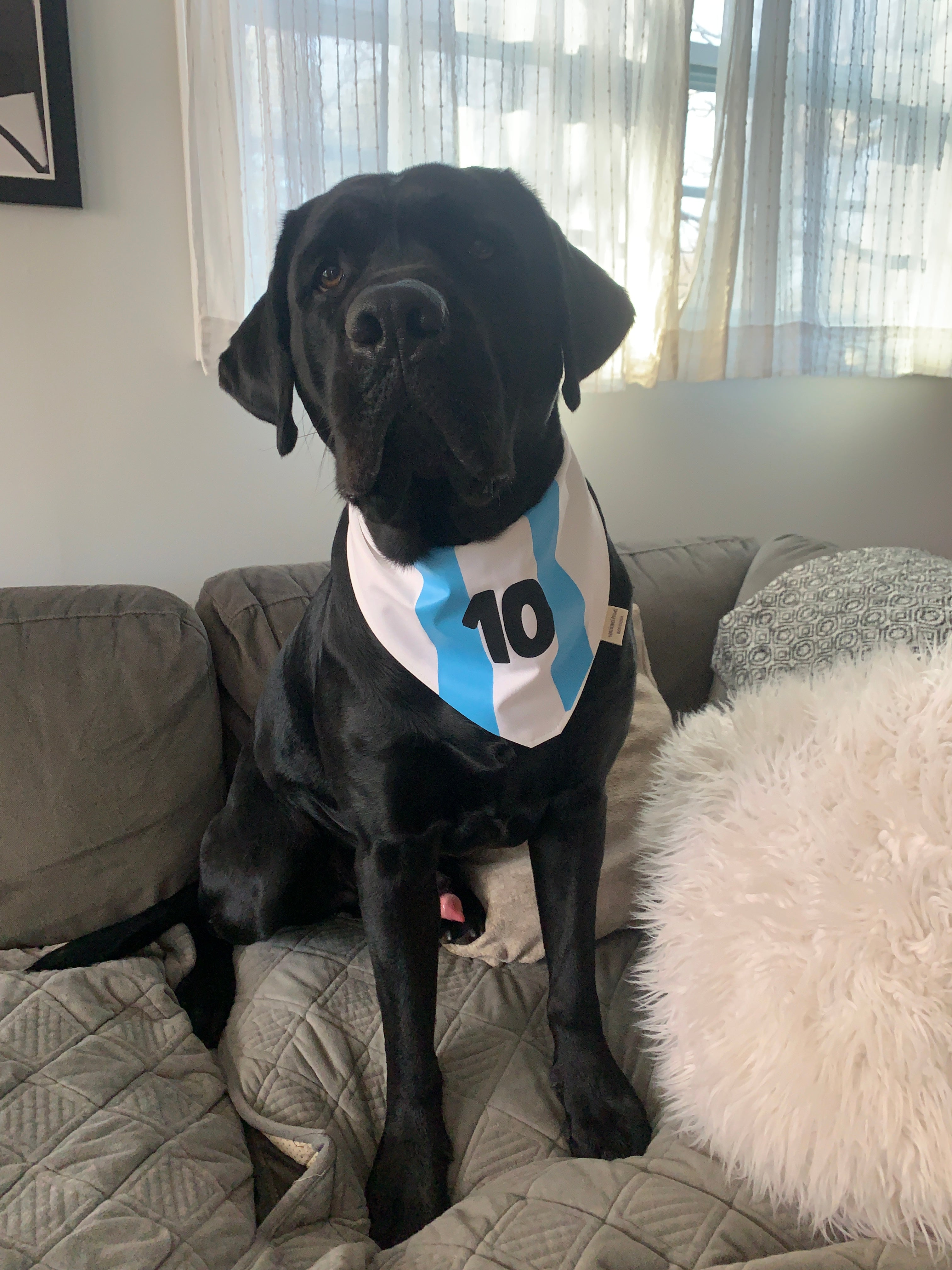 Custom Bandana, World cup, Copa America, Olympics dog bandana,