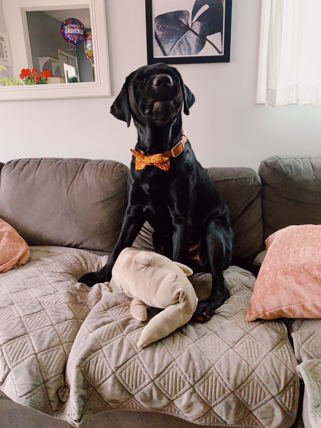Mystery dog bowtie with velcro to attach to collar