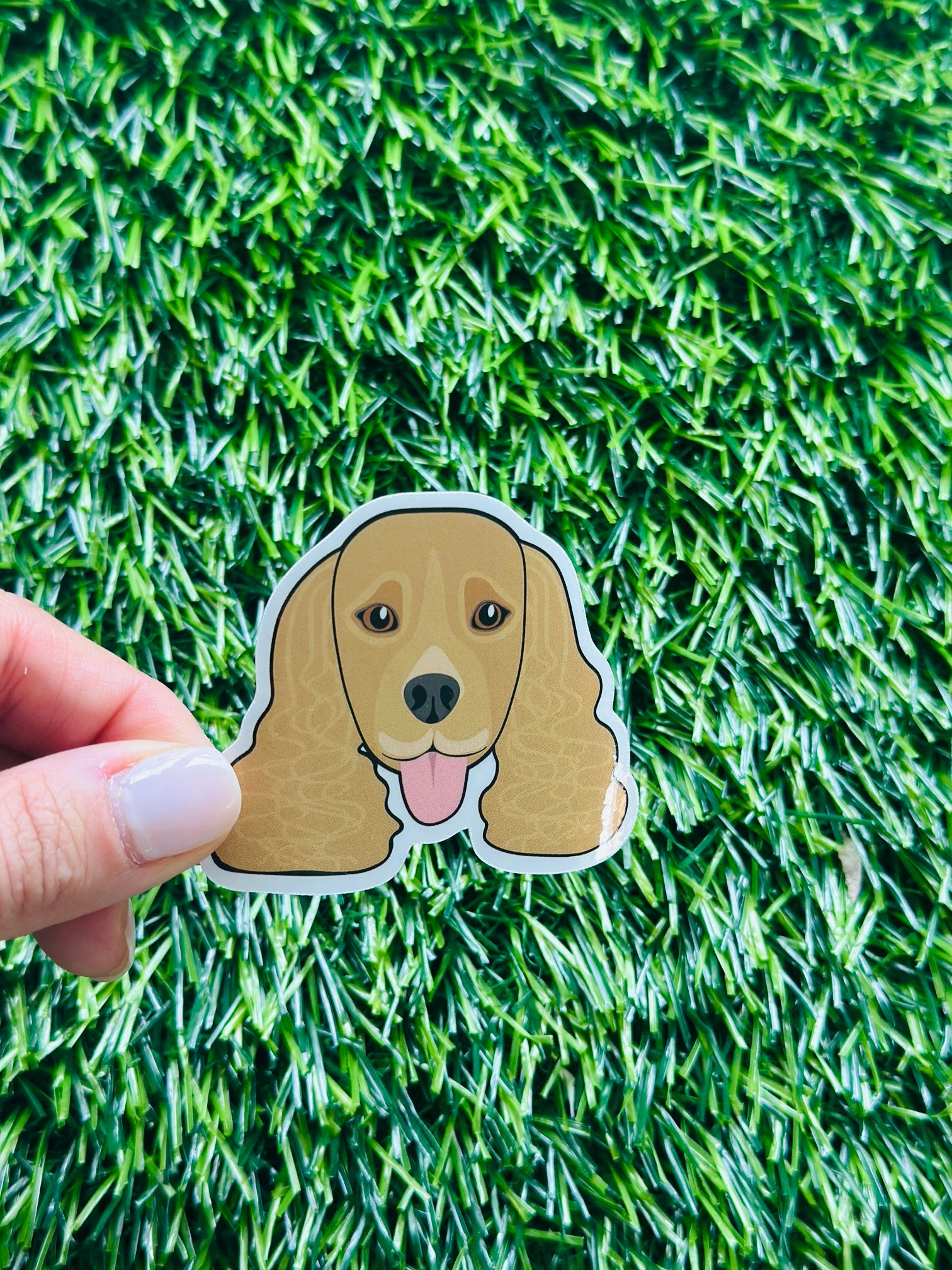 brown cocker spaniel