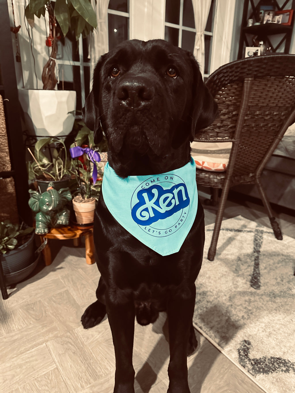 come on Ken let's go party skyblue bandana for dog or cat, tie on pet bandana, triangular