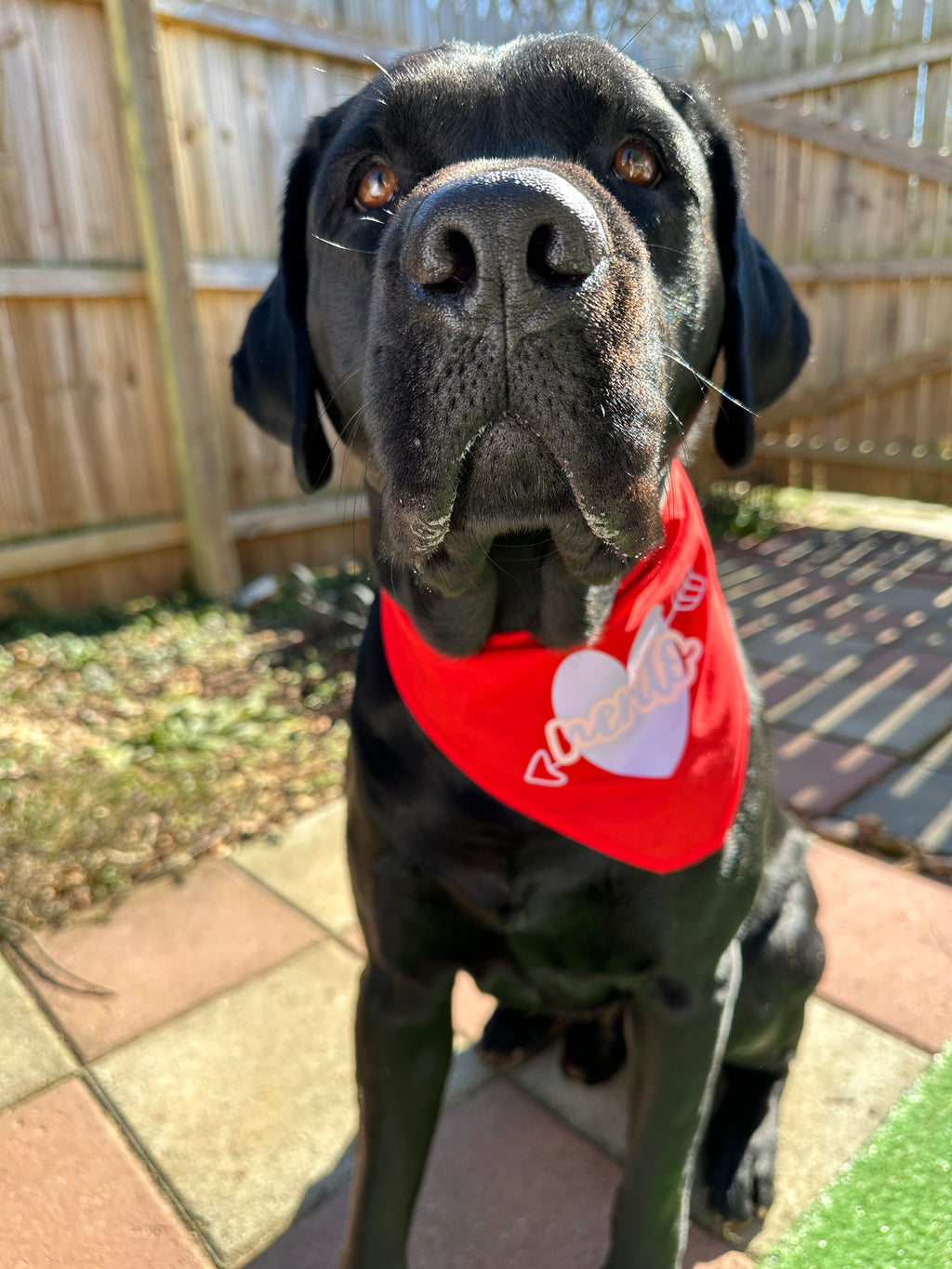 Valentines pet red bandana with lilac heart and pet’s name, custom dog lover heart triangular tie on pet scarf, red cat bandana, new puppy