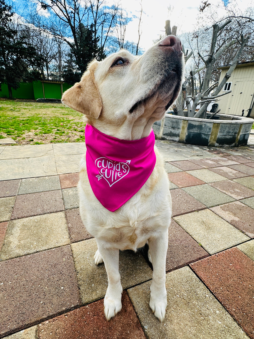 Cupid's cutie bandana