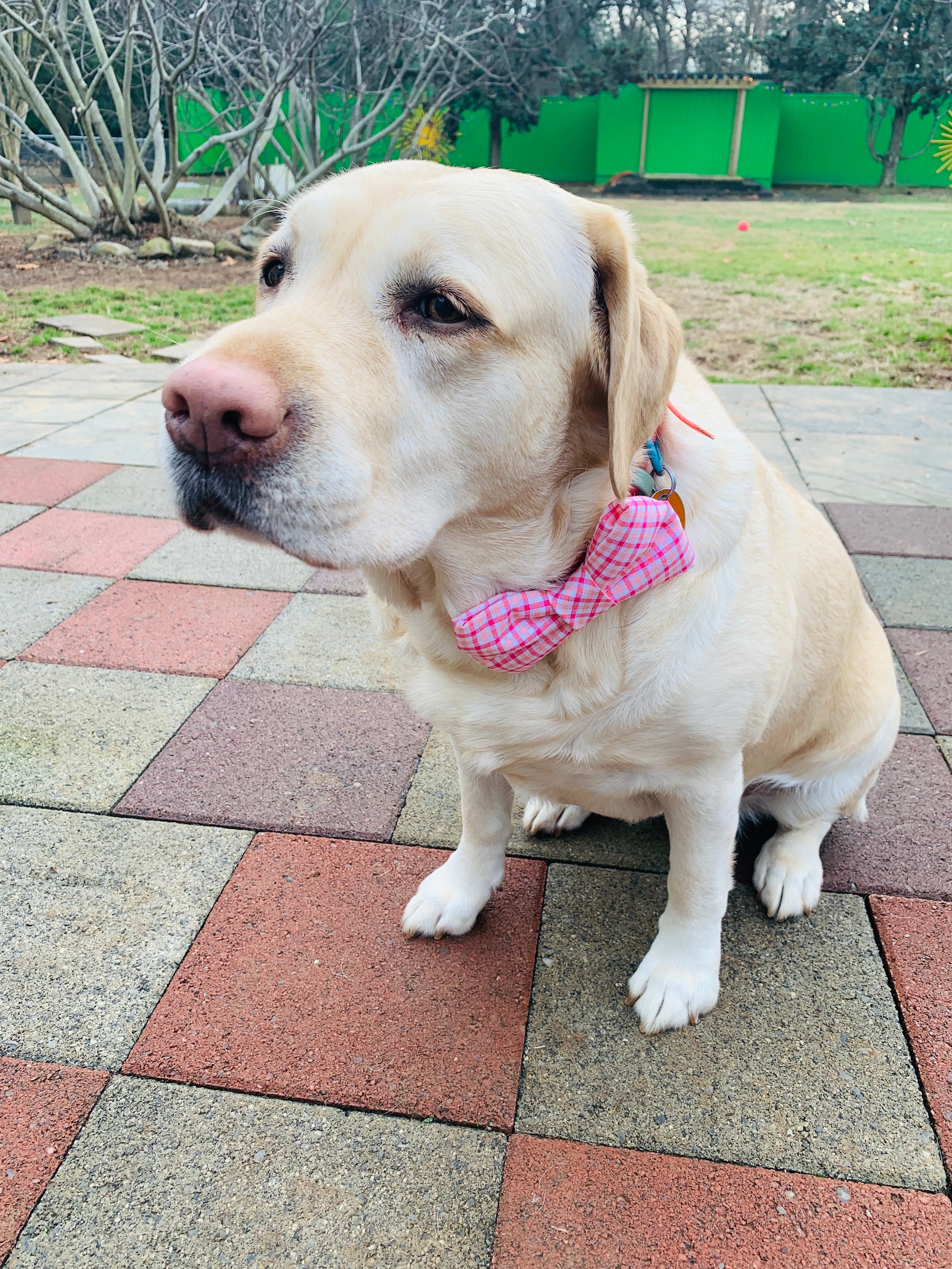 girl birthday pet bowtie, soft pink confetti celebration bowtie attachable,