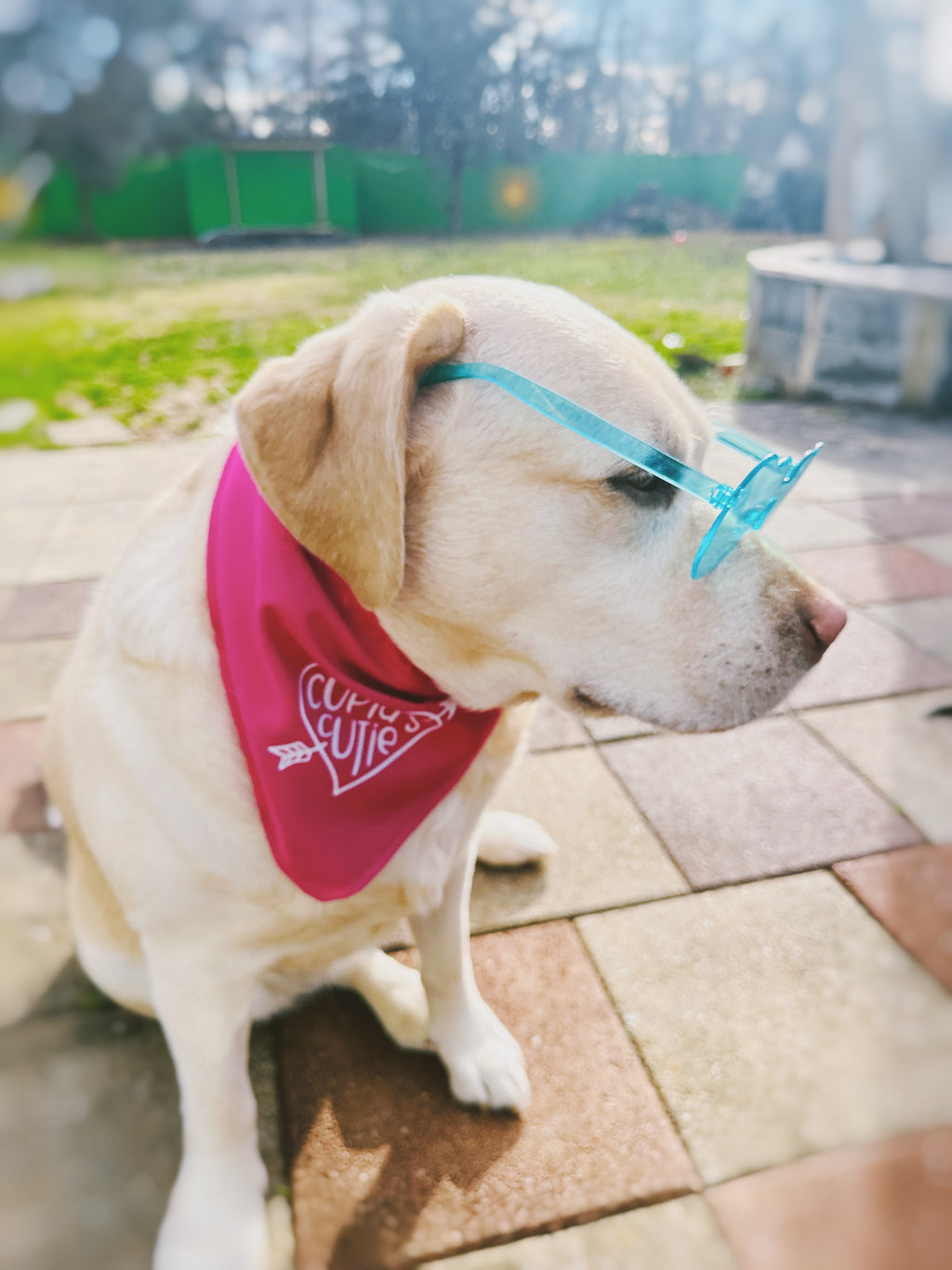 Cupid's cutie bandana