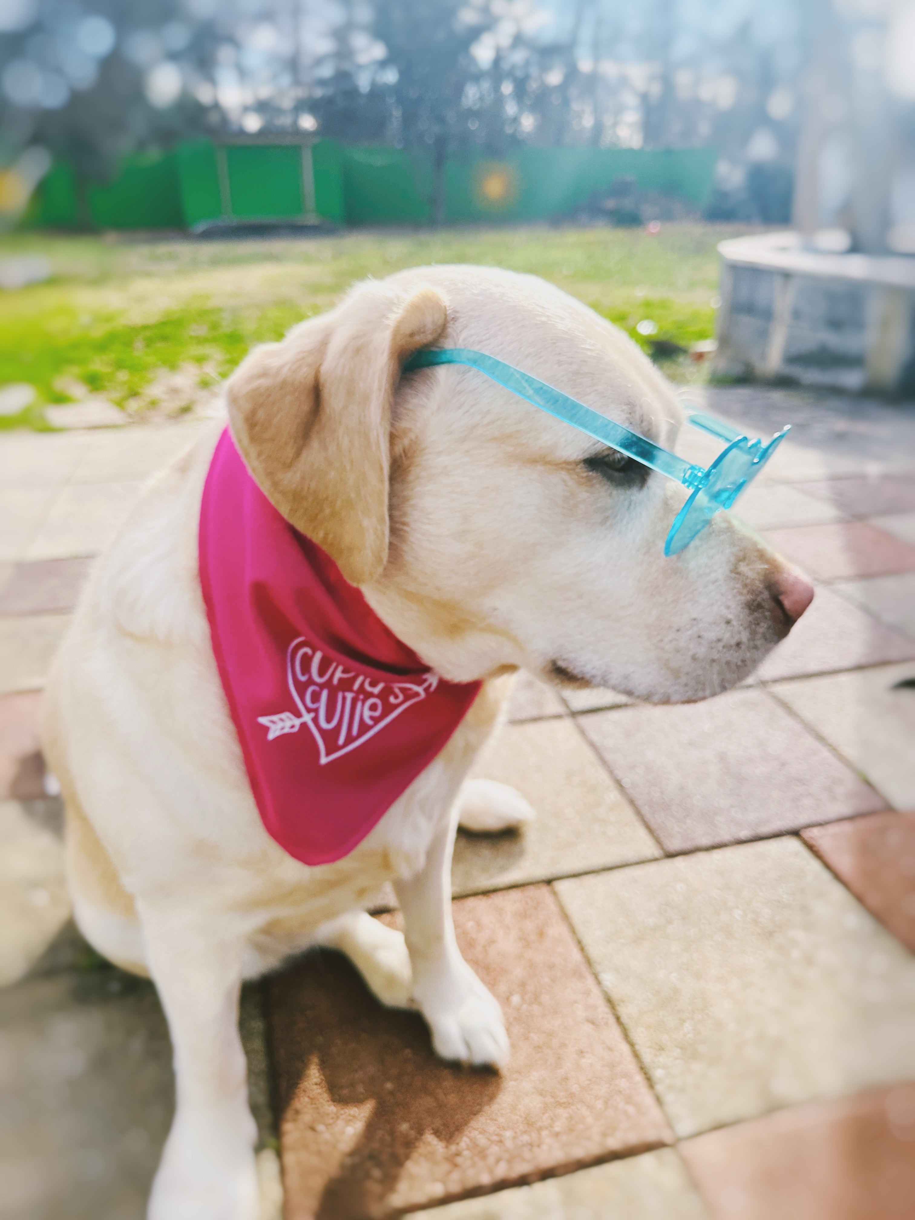 Cupid's cutie bandana