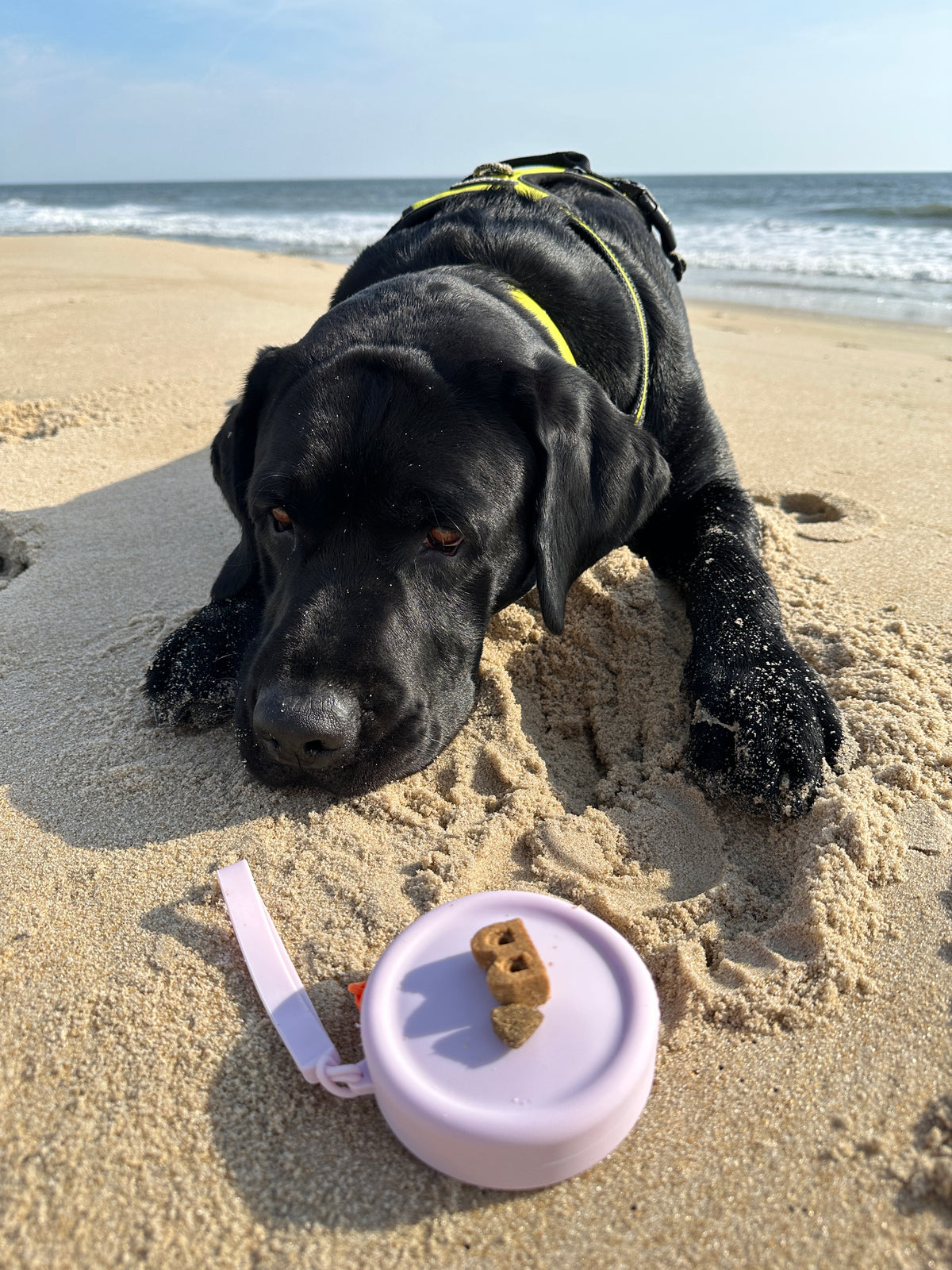 Silicone Dog Treat Pouch – Waterproof Training & Walking Treat Bag