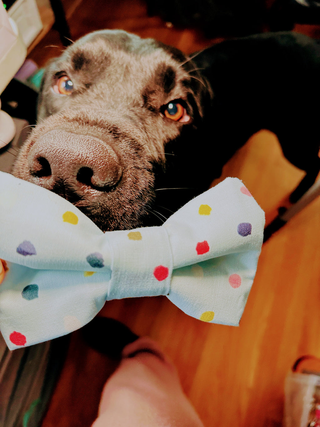birthday pet bow tie adjustable , confetti attachable slide on bowtie for cats and dogs