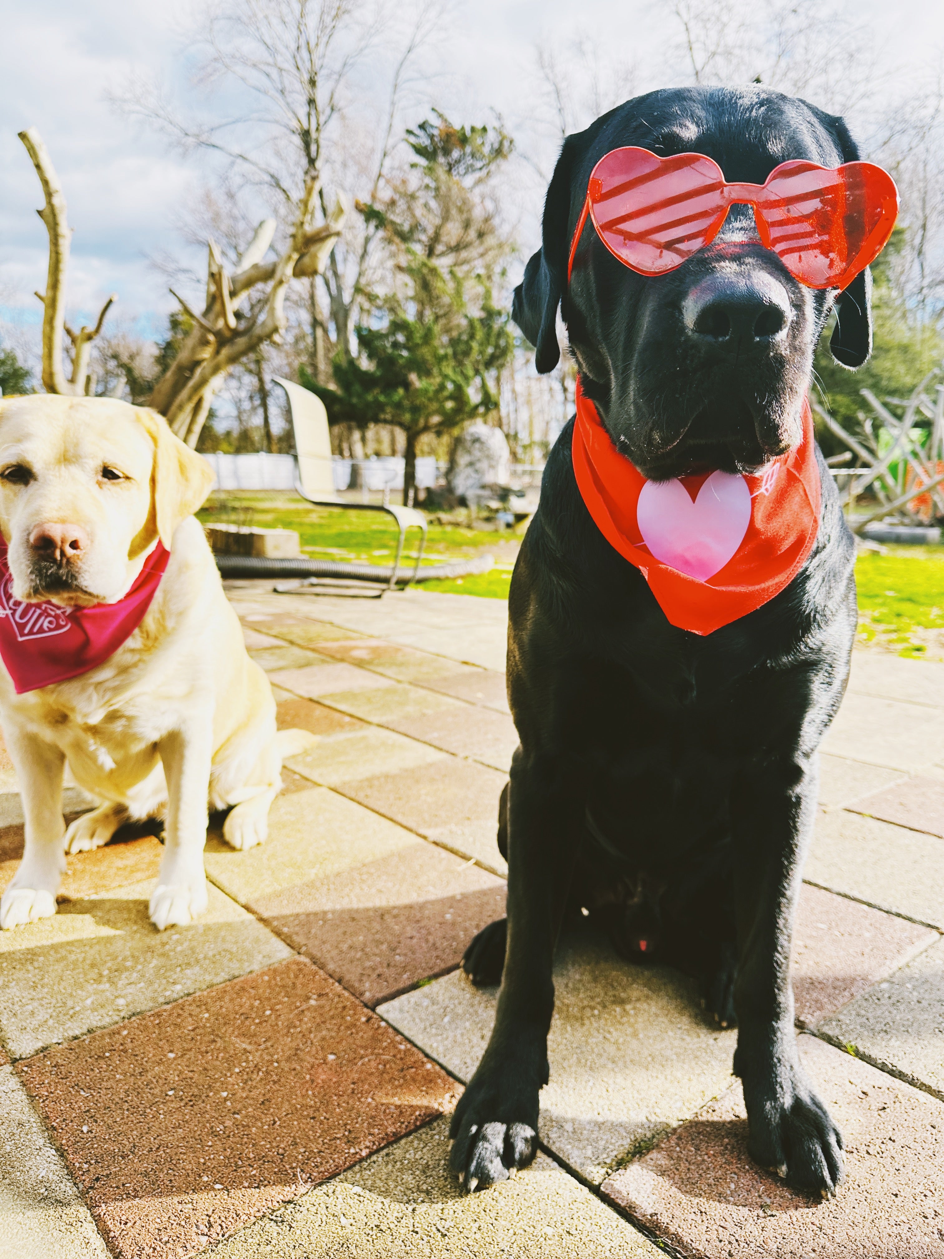 Valentines pet red bandana with lilac heart and pet’s name, custom dog lover heart triangular tie on pet scarf, red cat bandana, new puppy