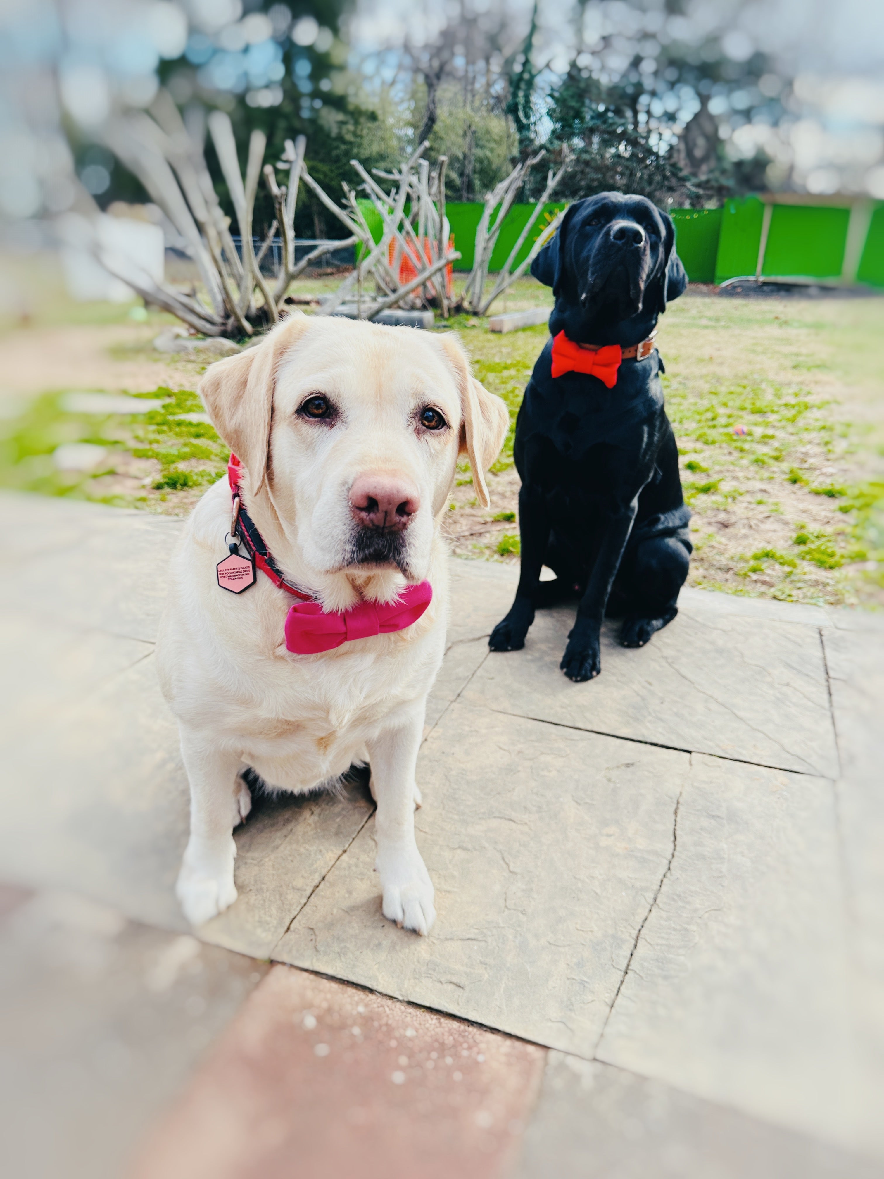 birthday pet bow tie adjustable , confetti attachable slide on bowtie for cats and dogs