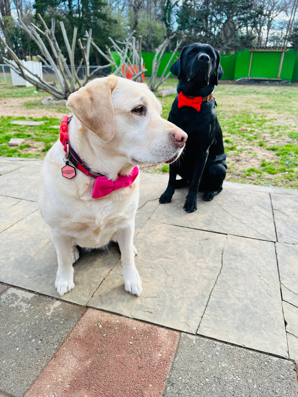 bright pink attachable dog bowtie, slide on collar pet bowtie with loops in back, chic dog accessory, removable bowtie for dogs or cats,gift