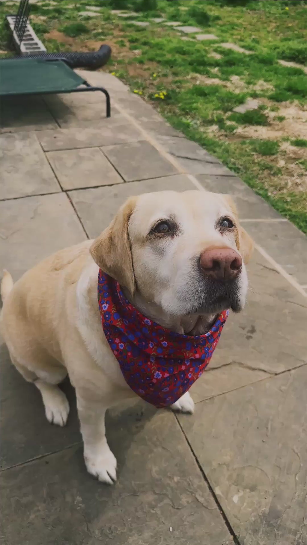 spring flower dog bandana