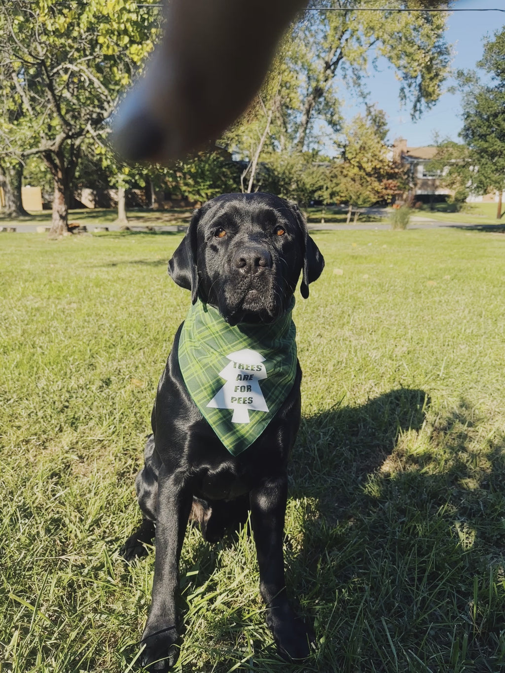 Trees are for pees dog bandana, funny bandana for dogs small or large, tie on snap on
