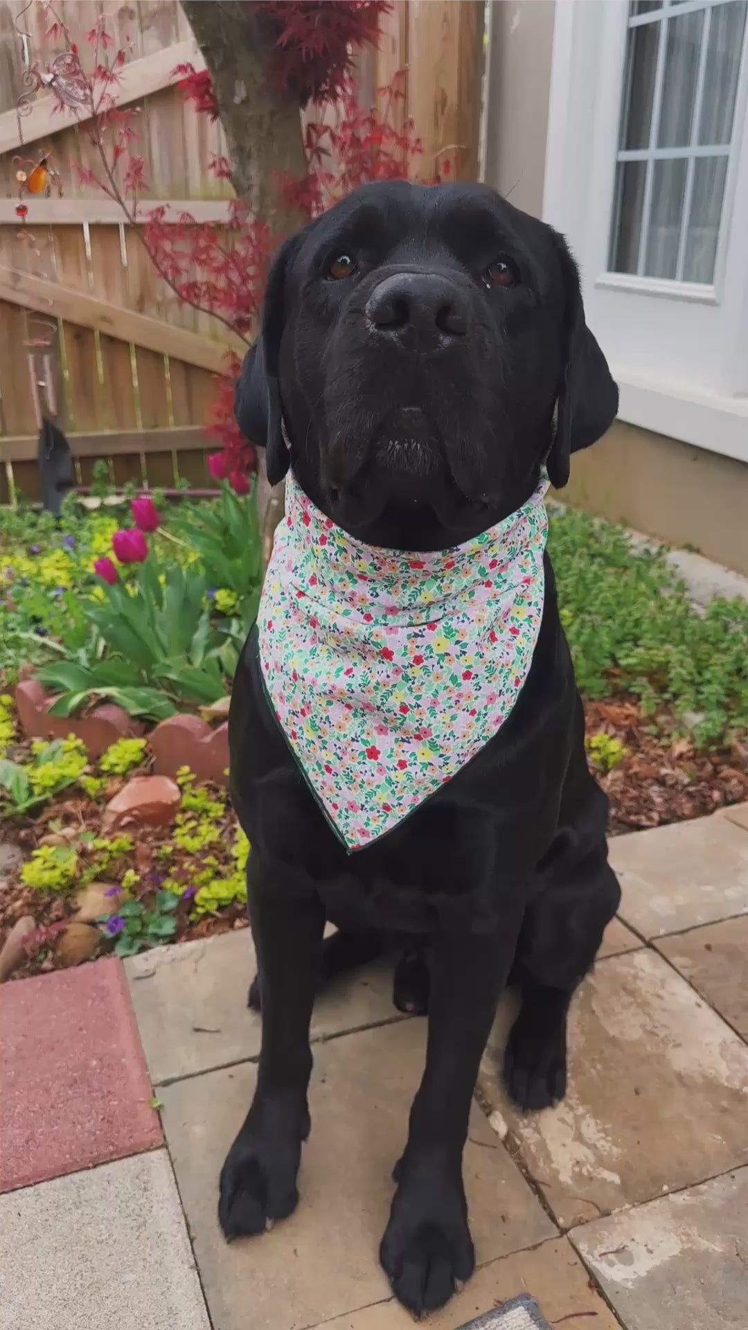 spring meadow floral bandana for dog, summer flower bandana unisex