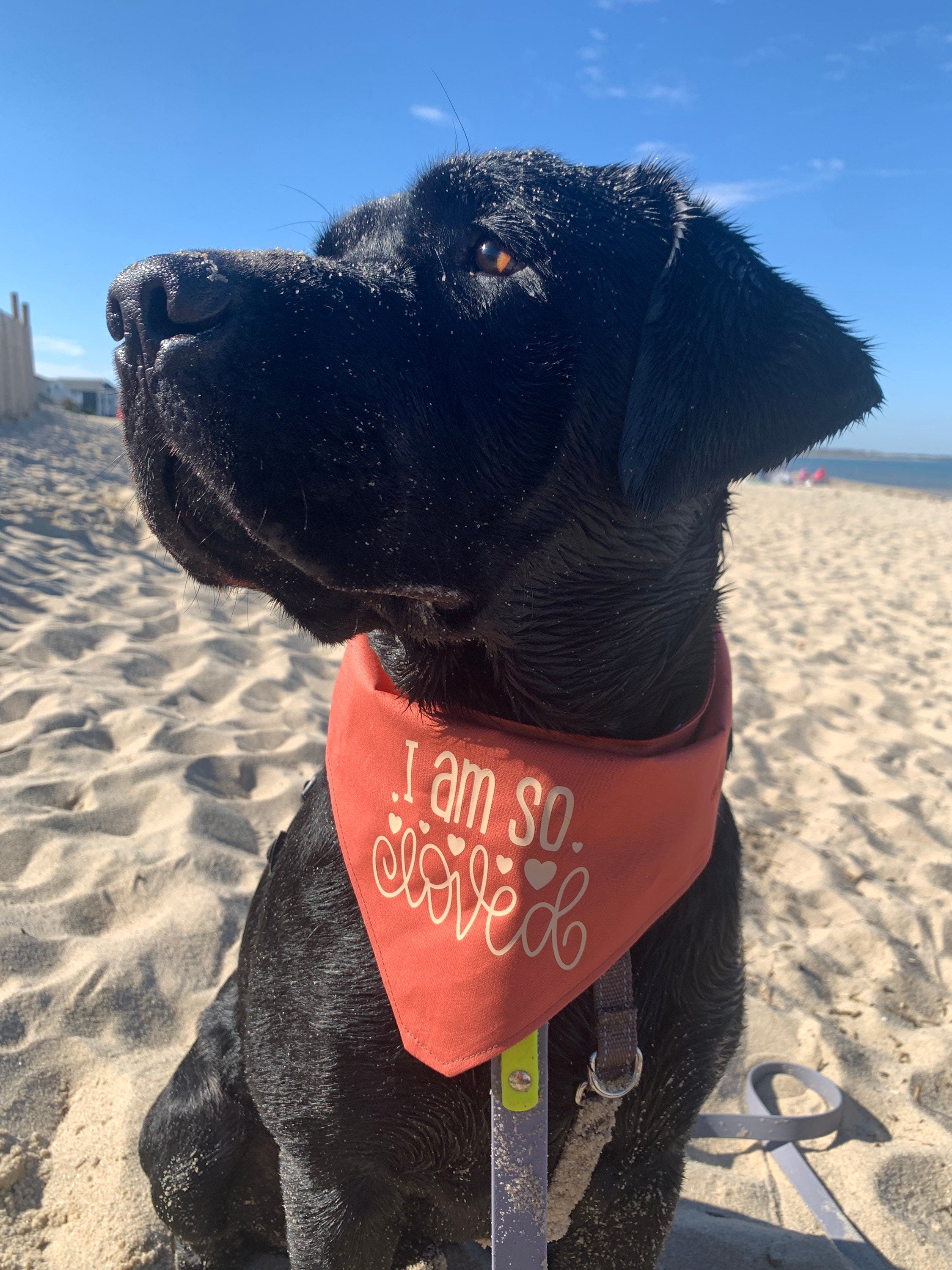 Places to go people to lick dog bandana, boho pastel thanksgiving gift, holiday present for new dog, pet accessories, tie on adjustable