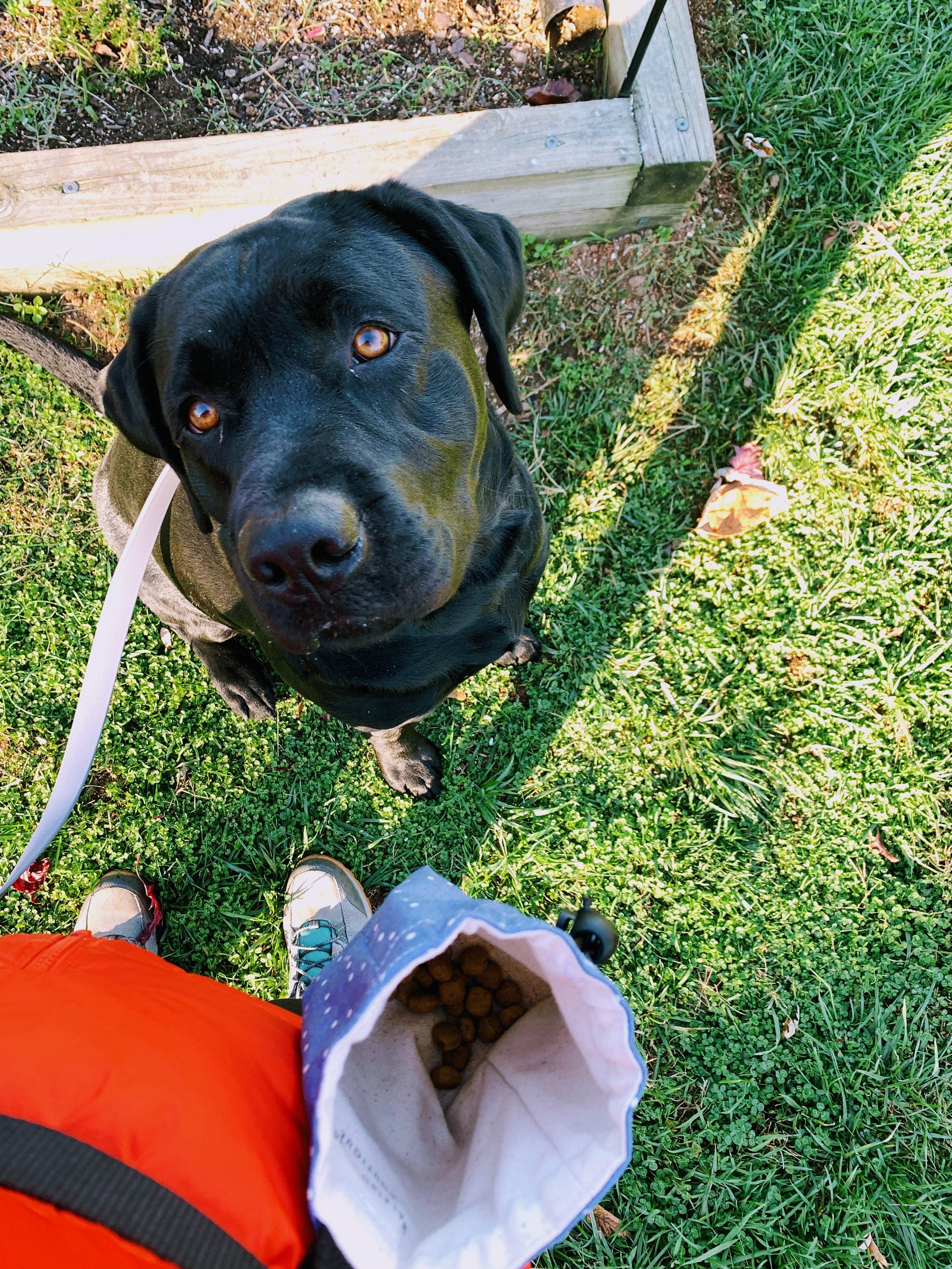 adjustable clip-on belt with D ring, custom size available, add on to treat bag,