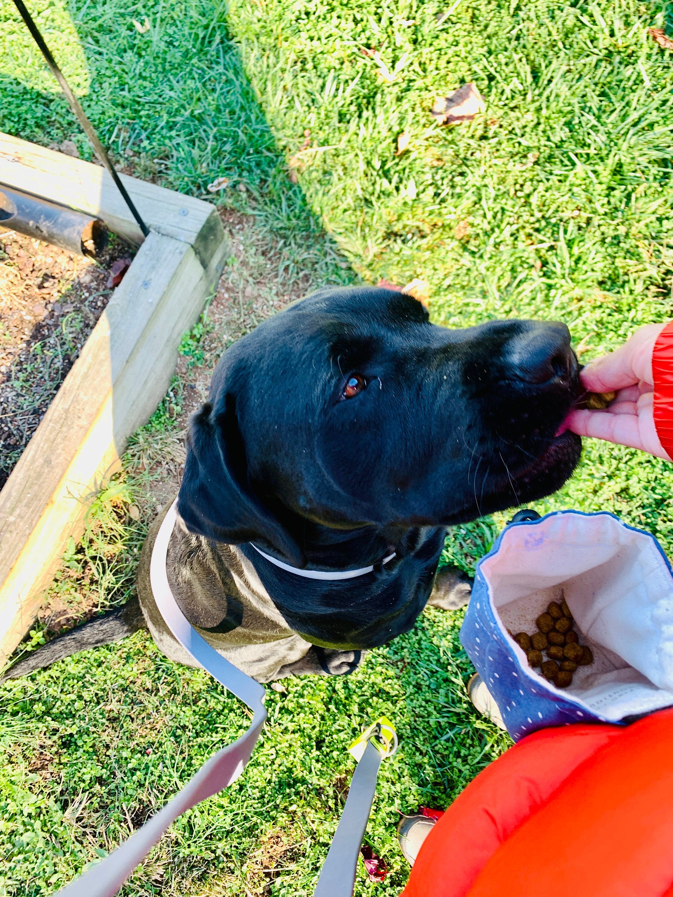 Women with training pouch around waist offering treats to dog 