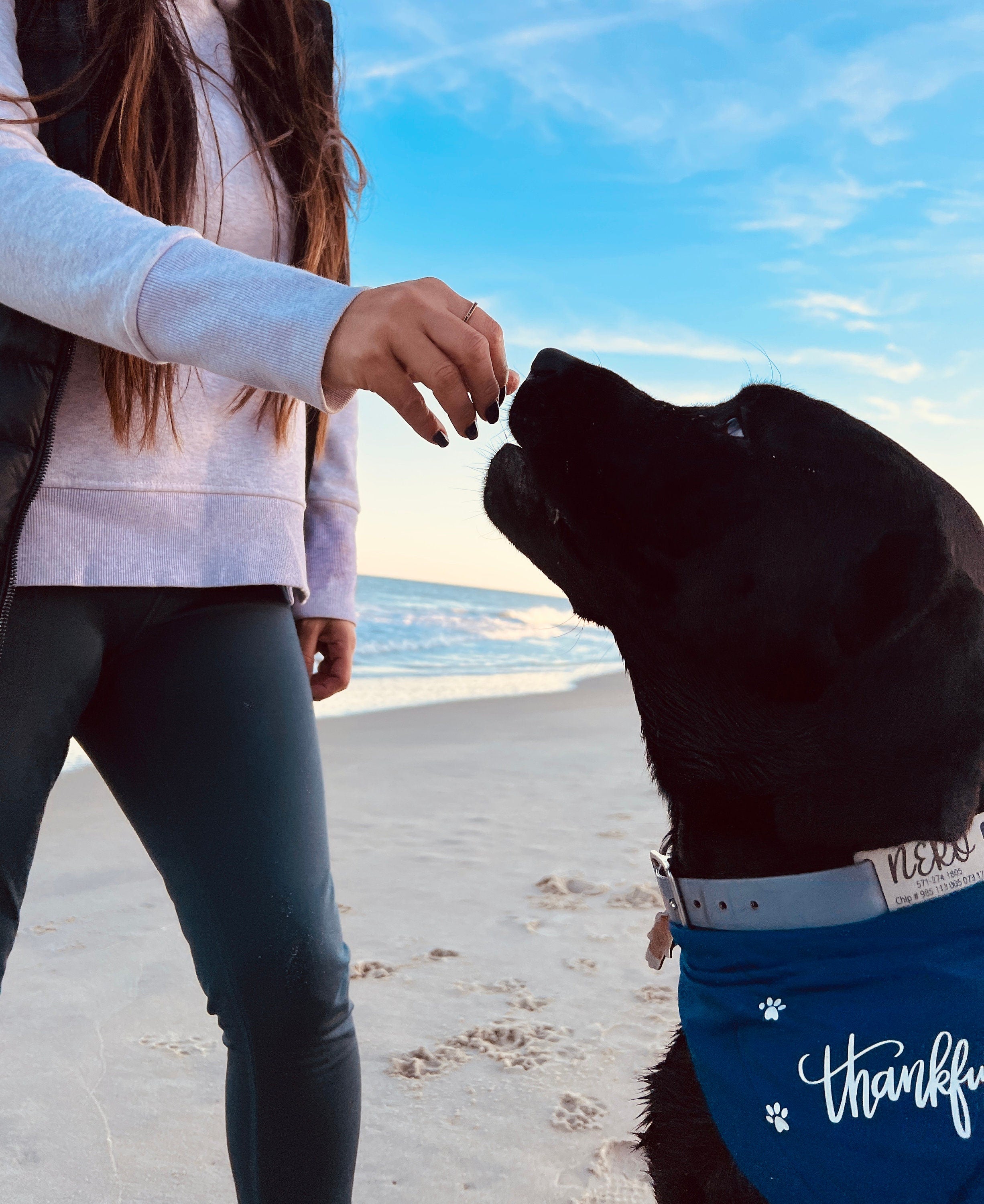 waterproof training pouch for obedience or puppy school with adjustable belt, treat pack for dog walking with easy access to treats, rainbow