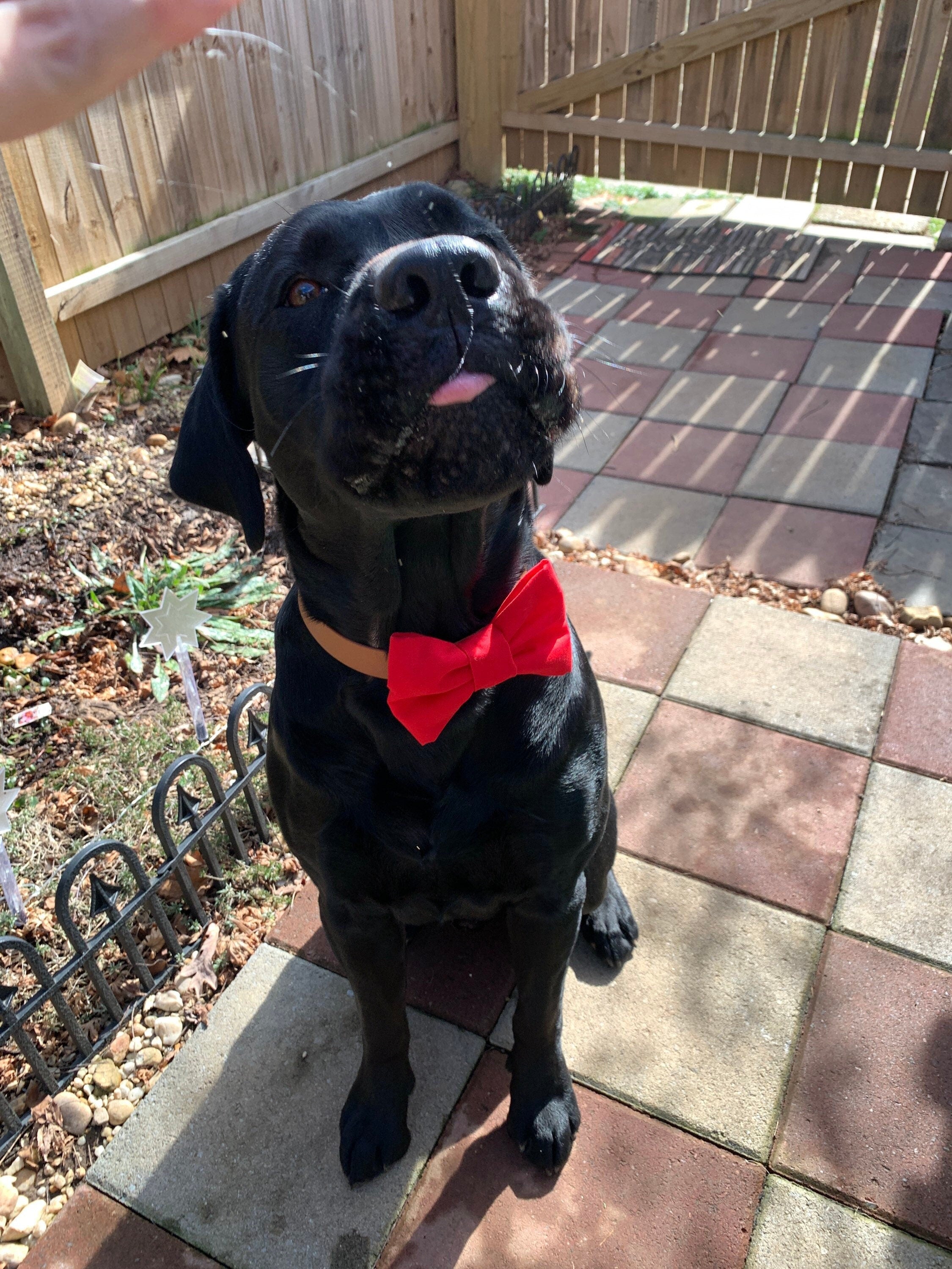 Oversized red bow tie for dog, new dog accessories bright red firm bow tie, over collar red puppy bow ties, large bowtie, gift for new owner