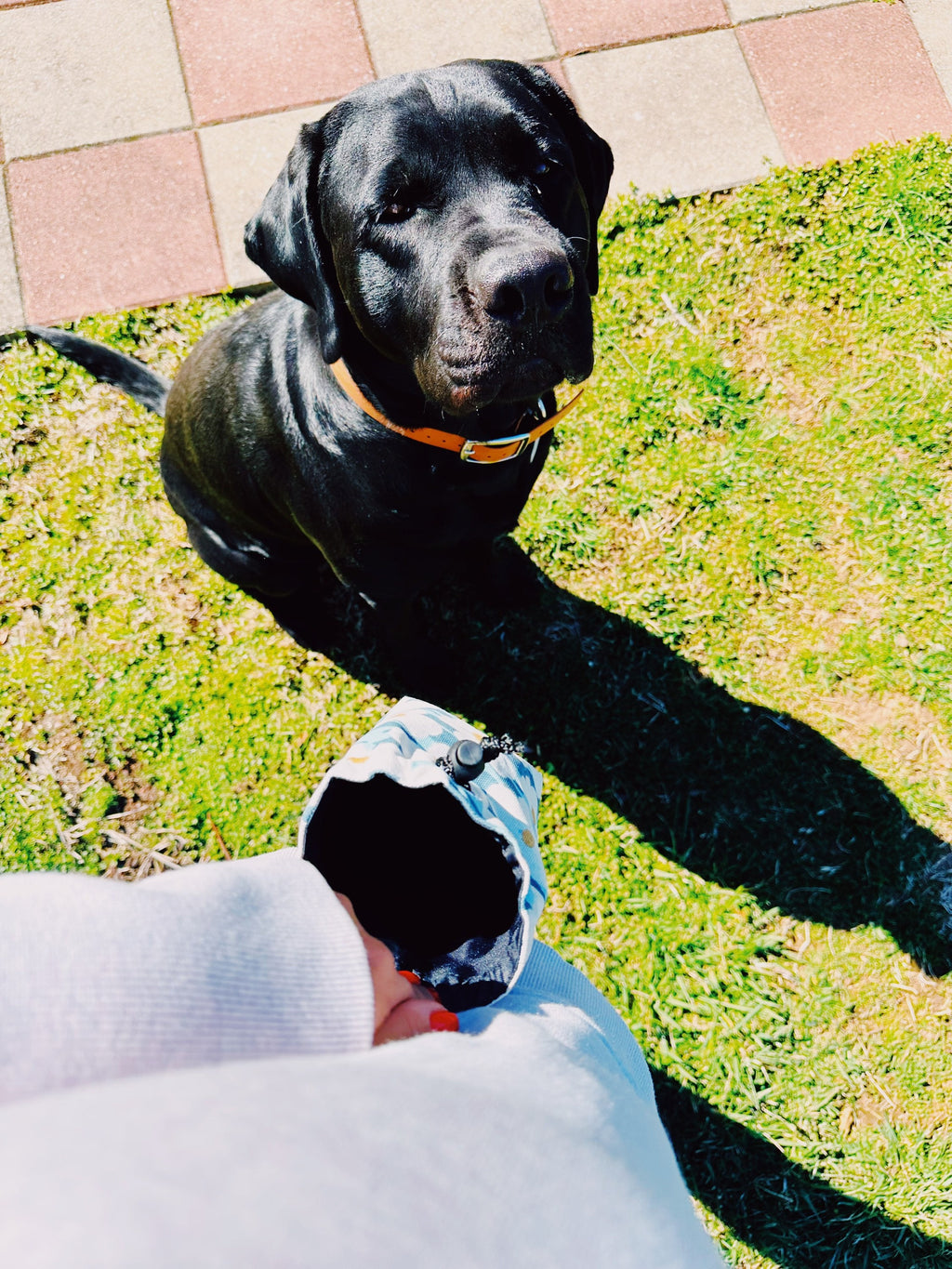 waterproof training pouch for obedience or puppy school with adjustable belt, treat pack for dog walking with easy access to treats, rainbow