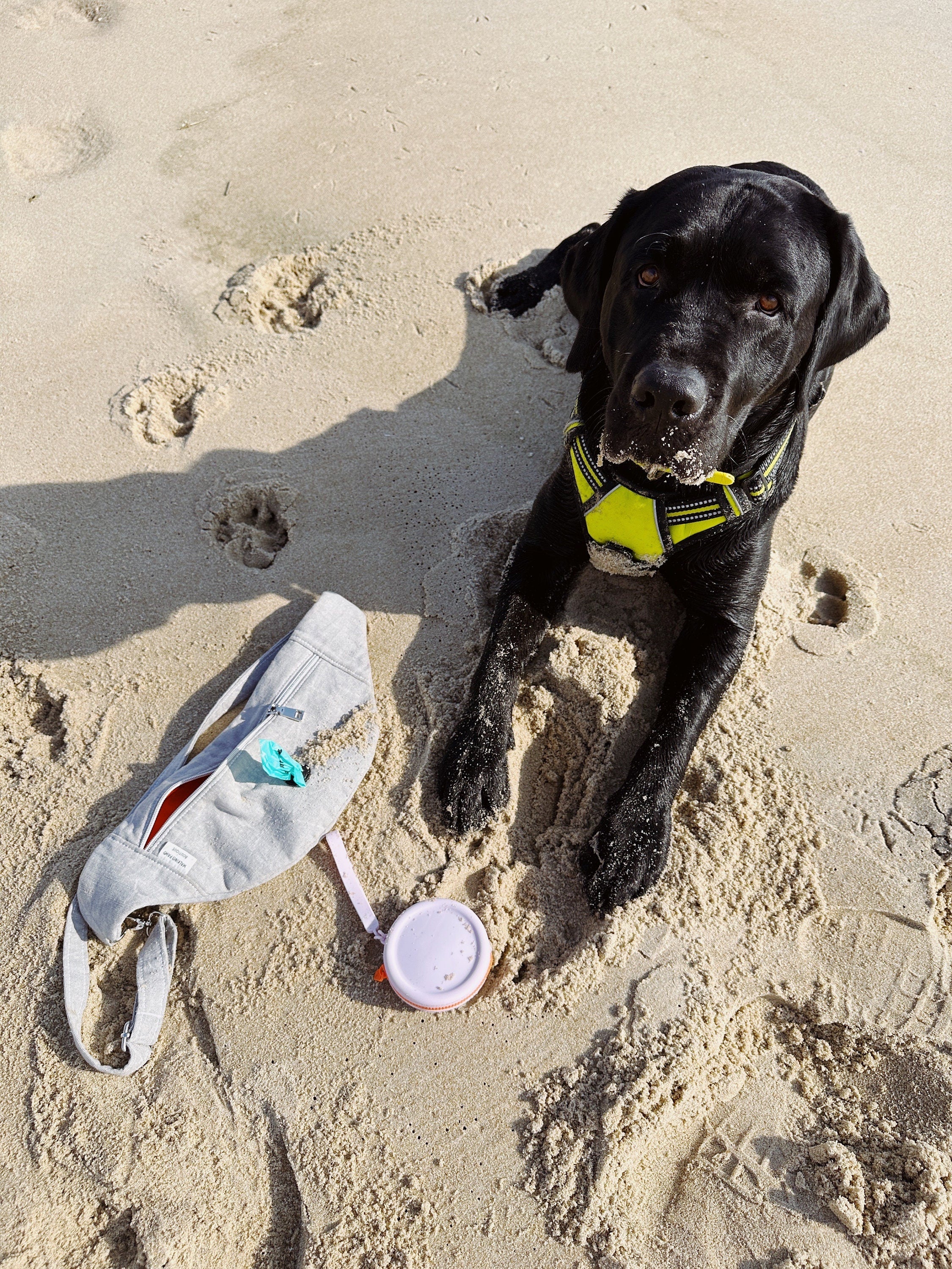 Dog in beach with pouch and fanny pack 