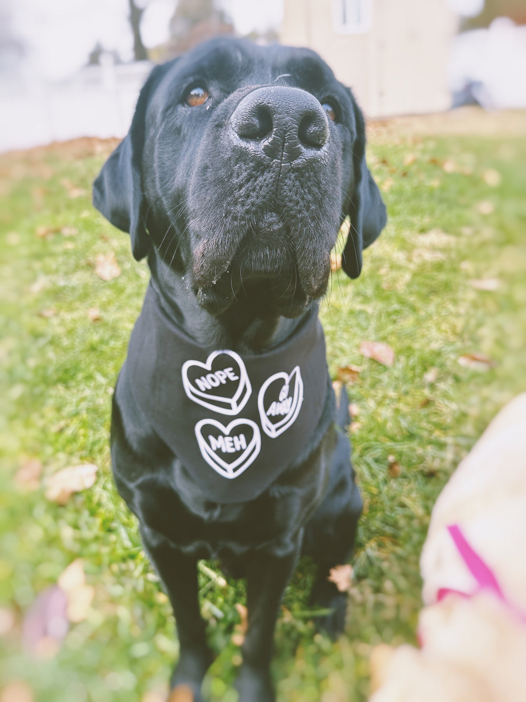 stylish anti-valentine pet bandana, perfect for both cats and dogs. meh, nope, go away lavender iron-on over black. Tie on triangular bandan